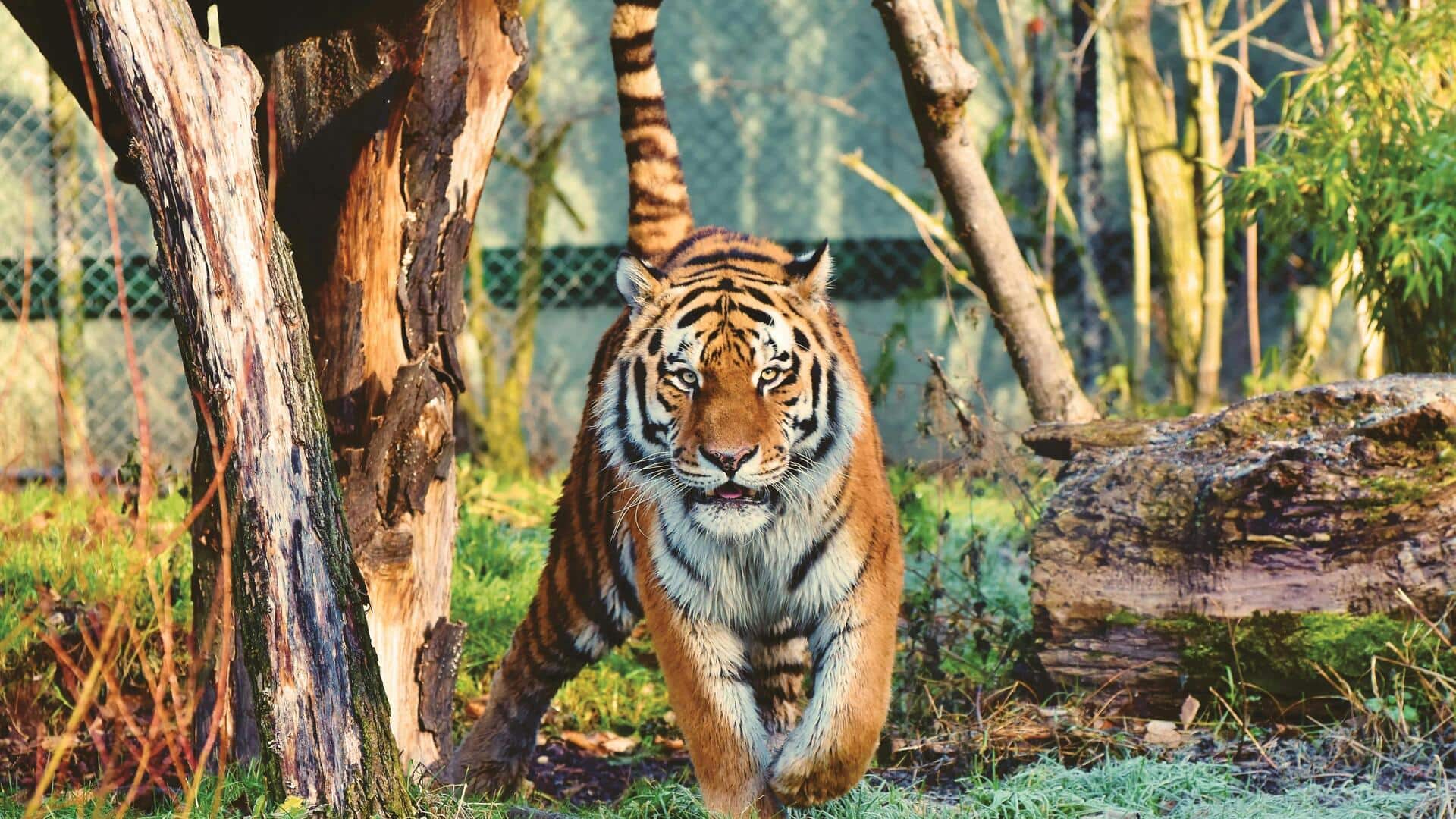 कई जानवरों को मिला है शिकारी का खिताब, जानिए सबसे शक्तिशाली शिकारी जानवरों के बारे में कई जानवरों को मिला है शिकारी का खिताब, जानिए सबसे शक्तिशाली शिकारी जानवरों के बारे में