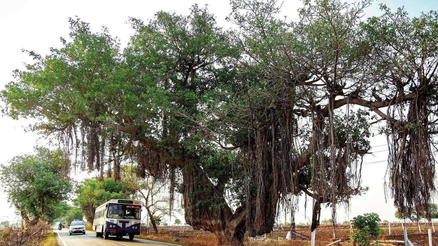 सुप्रीम कोर्ट की समिति ने बताई थी एक पेड़ की कीमत सुप्रीम कोर्ट की समिति ने बताई थी एक पेड़ की कीमत