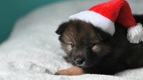 सर्दियों में पालतू जानवरों को गर्म रखने के लिए अपनाएं ये तरीके