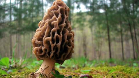भारत का सबसे महंगा मशरूम है गुच्ची, जानिए इसे खाने के मुख्य स्वास्थ्य लाभ