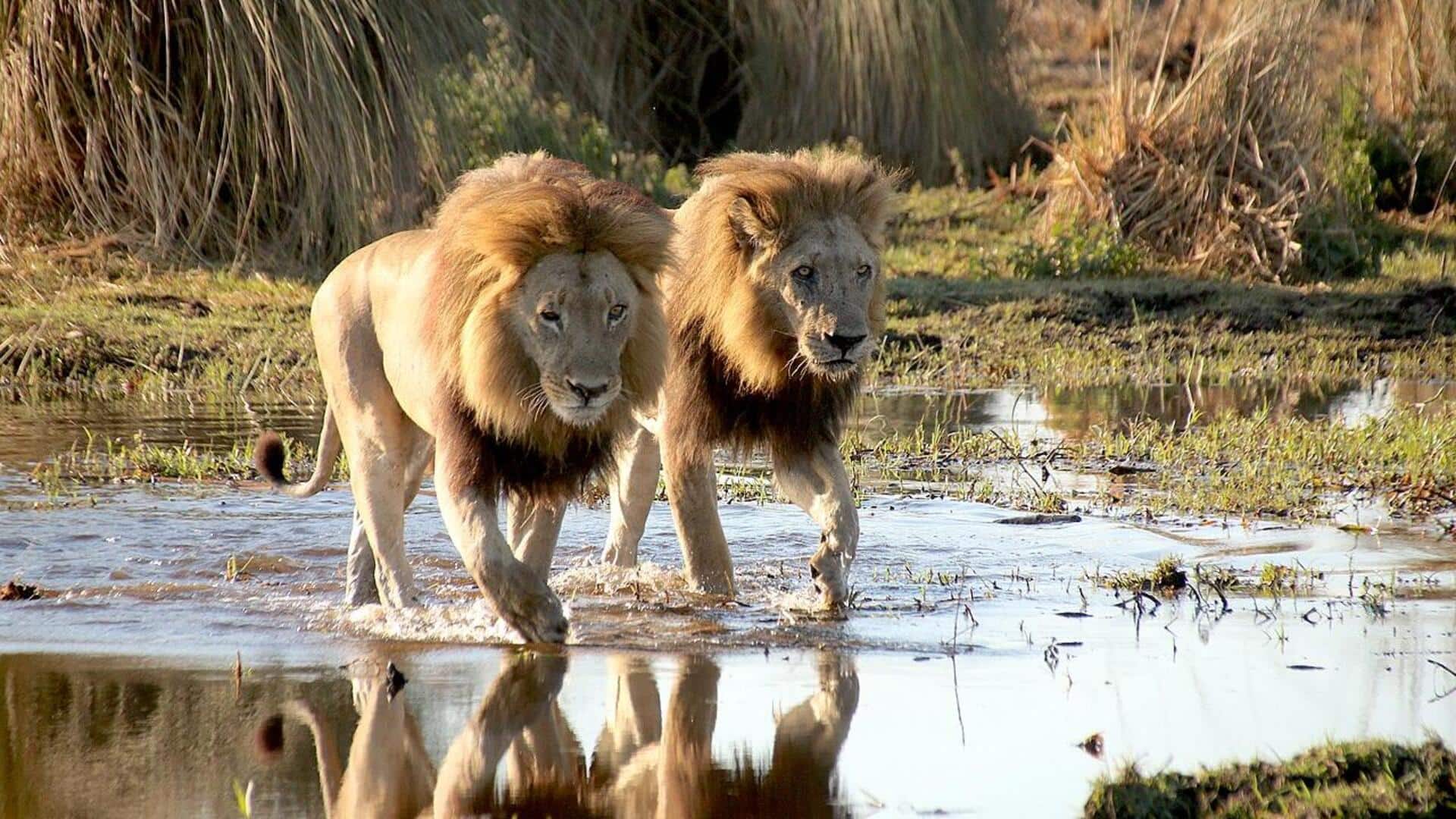 बोत्सवाना: ओकावांगो डेल्टा में सफारी का अनुभव लेने जाएं तो रखें इन बातों का खास ध्यान