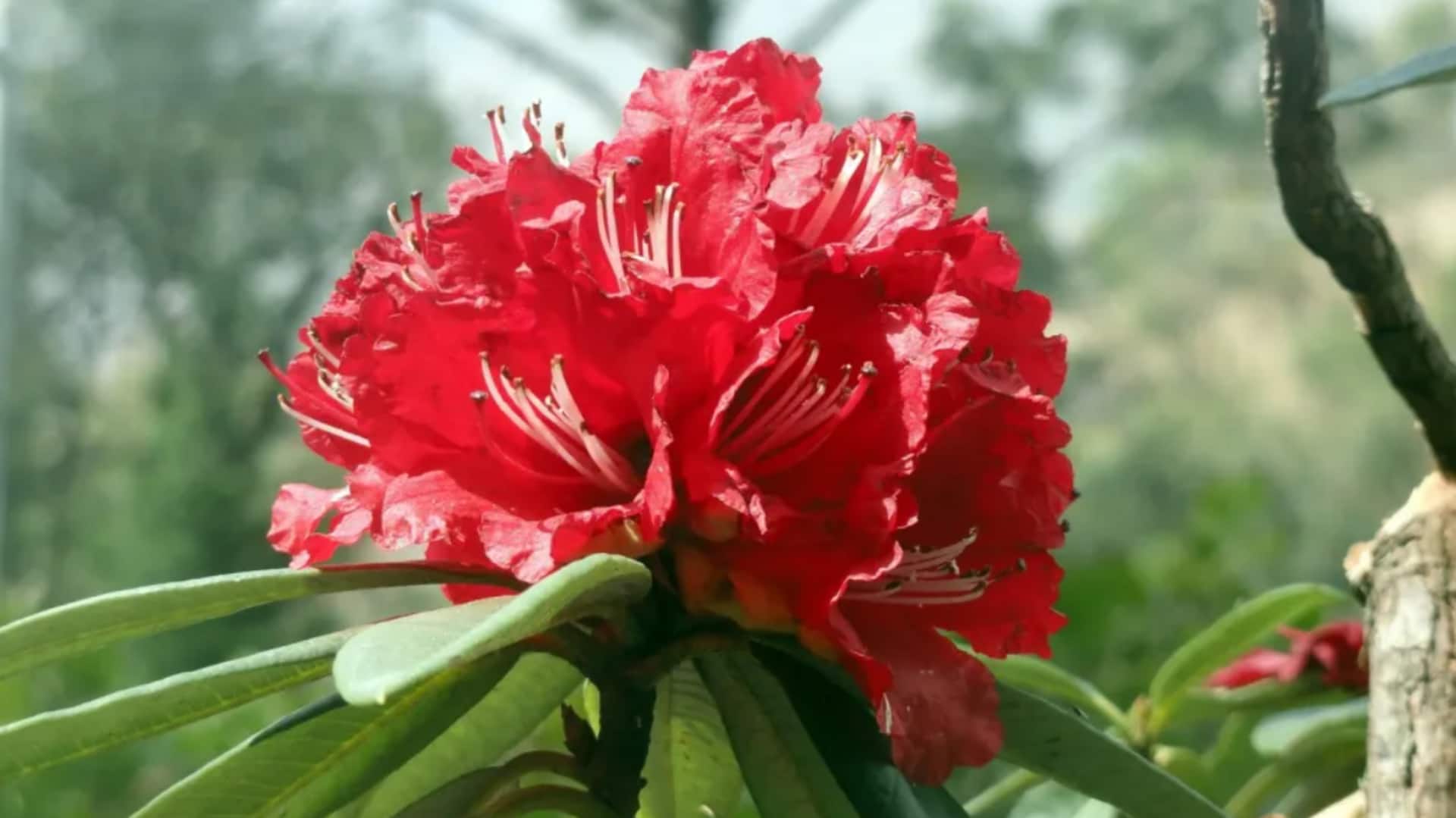 बुरांश के फूलों से बनाए जा सकते हैं ये स्वादिष्ट व्यंजन, स्वाद भी होता है लाजवाब