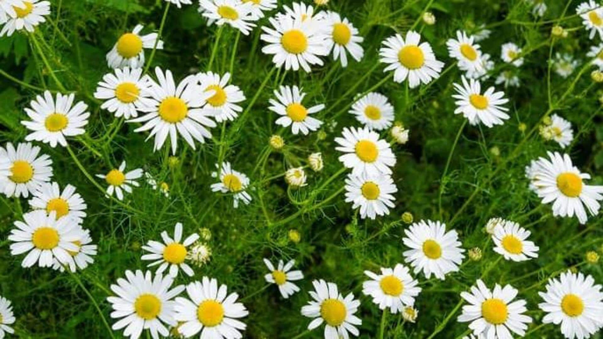 घर पर हेयर रिंस बनाने के लिए इस्तेमाल की जा सकती हैं ये 5 पत्तियां
