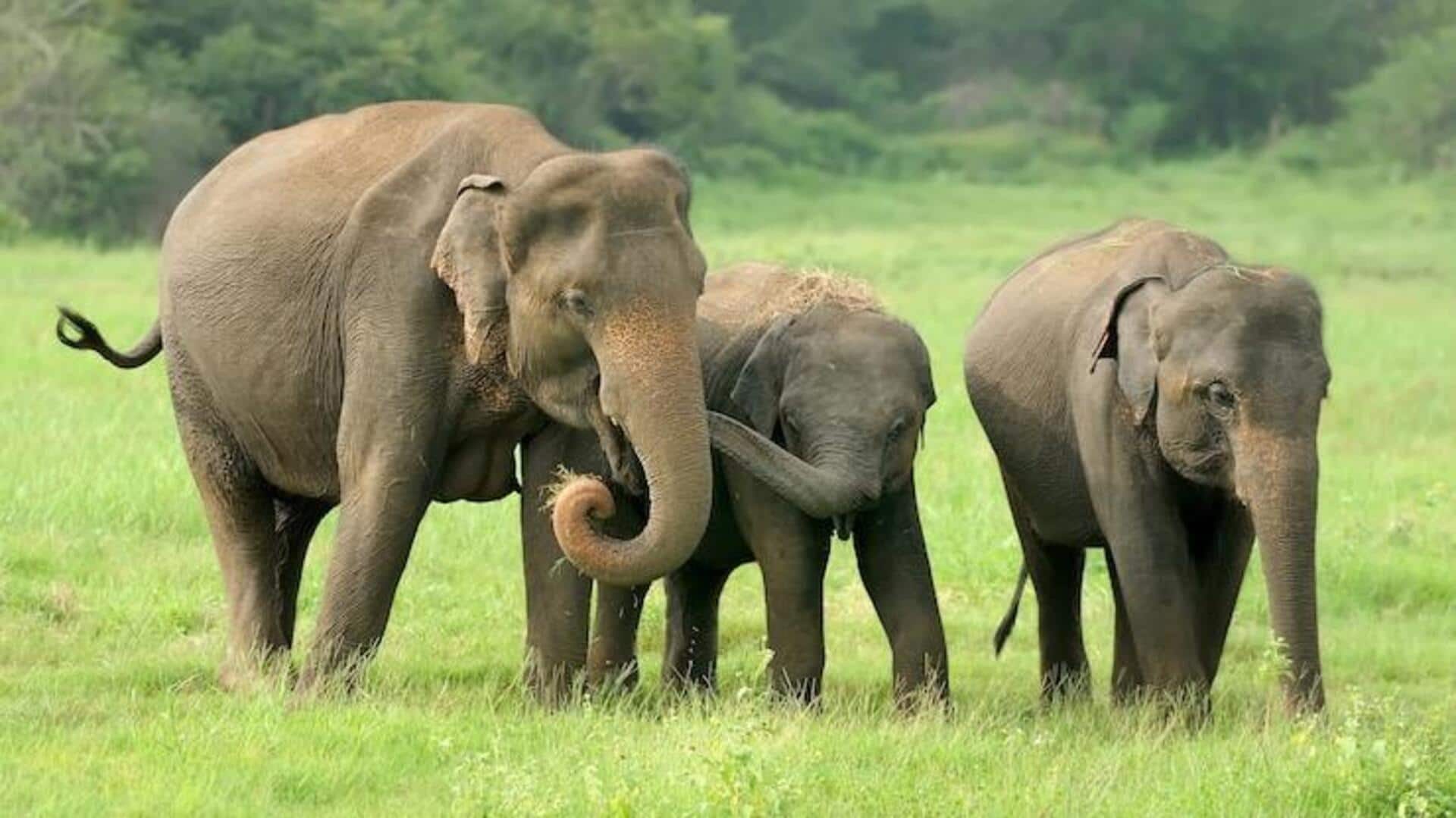 बच्चों के साथ घूमने के लिए बेहतरीन हैं ये 5 वन्यजीव पर्यटन स्थल बच्चों के साथ घूमने के लिए बेहतरीन हैं ये 5 वन्यजीव पर्यटन स्थल