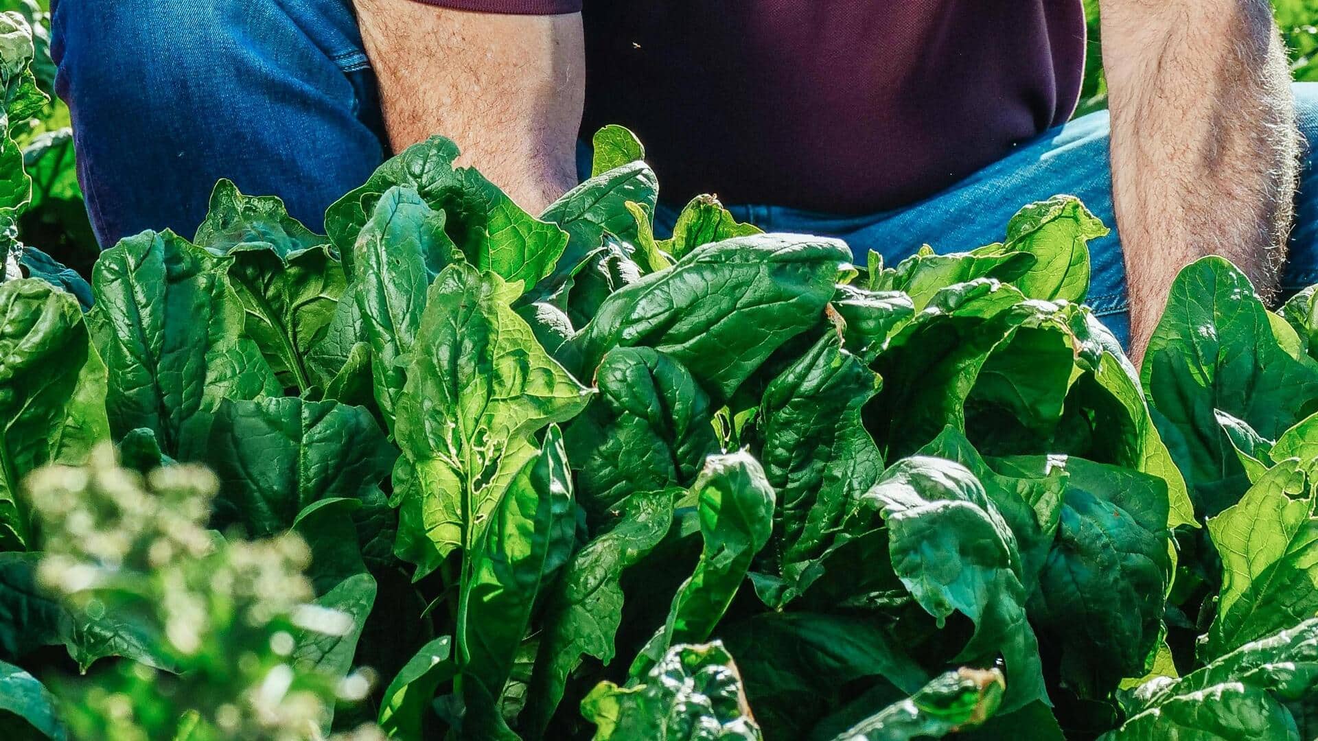 सर्दियों में पालक के पौधों को ऐसे रखें ध्यान, नहीं होगा कोई नुकसान