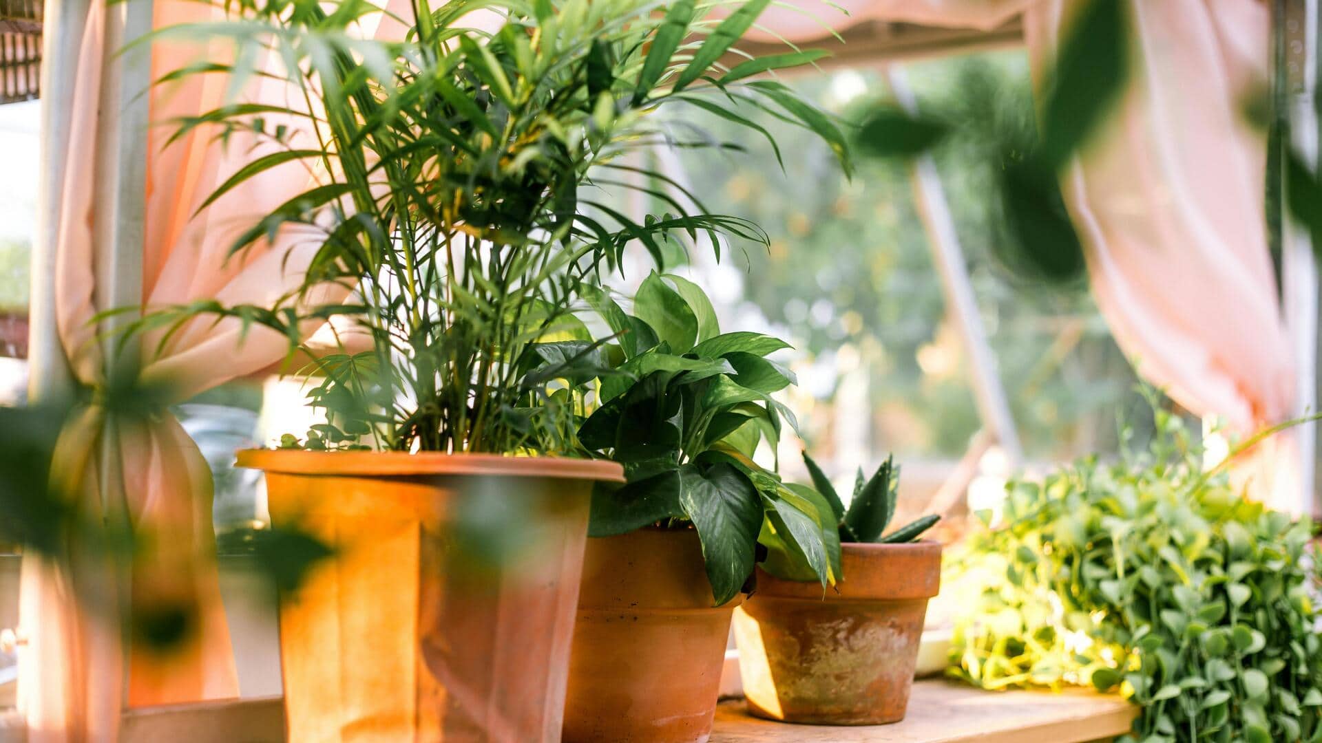 घर के अंदर का हवा रहेगी साफ, अपनाएं ये 5 प्रभावी तरीके