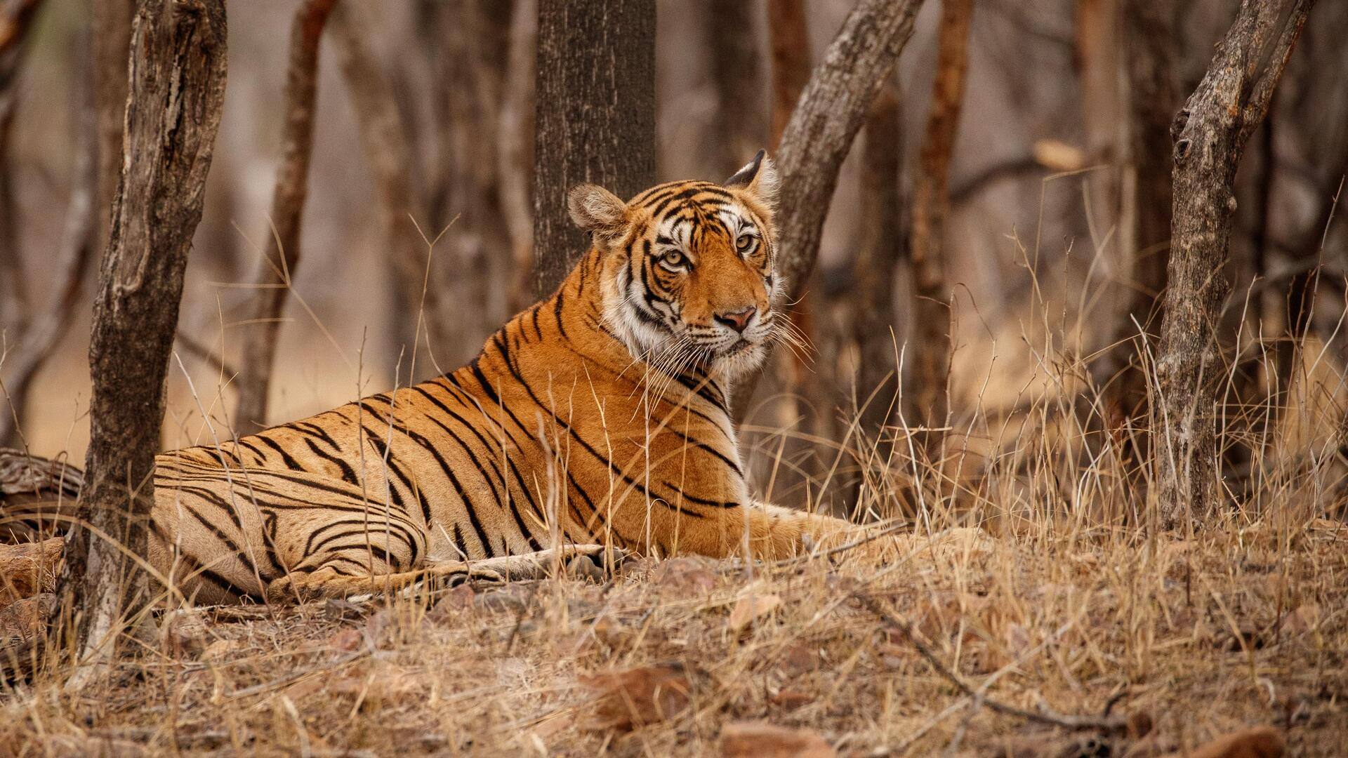 देश में 9 महीने में 145 बाघों की अप्राकृतिक मौत, TMC सांसद ने उठाए सवाल