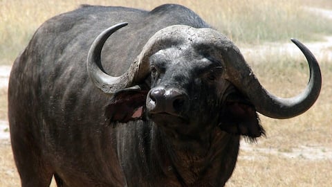 बैल से जुड़े इन तथ्यों के बारे में नहीं जानते होंगे, जो उन्हें बनाते हैं खास
