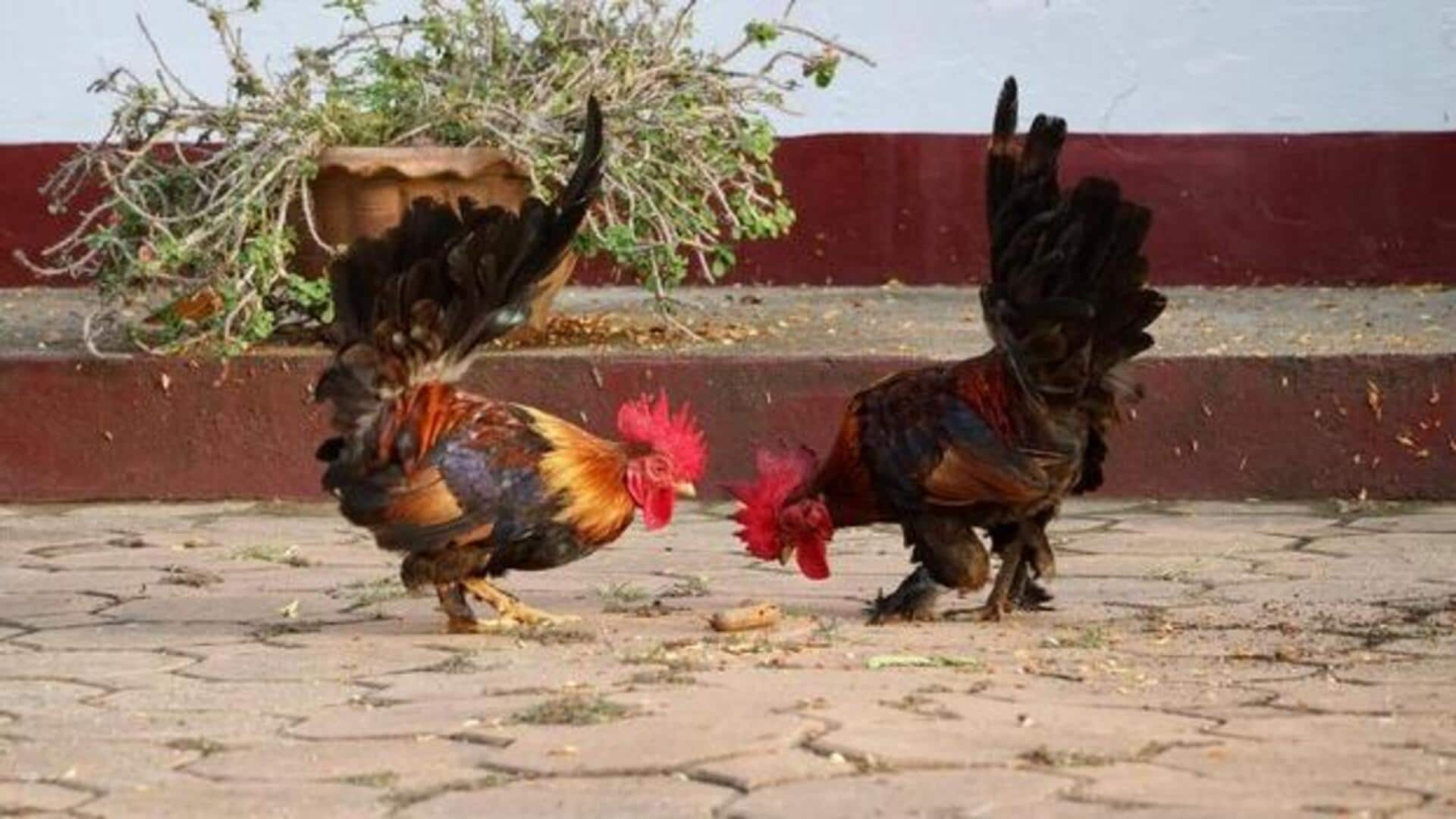 आंध्र प्रदेश: संक्रांति पर होगी मुर्गों की लड़ाई, ताकत के लिए खिलाई जा रहीं कामोत्तेजक दवाएं 