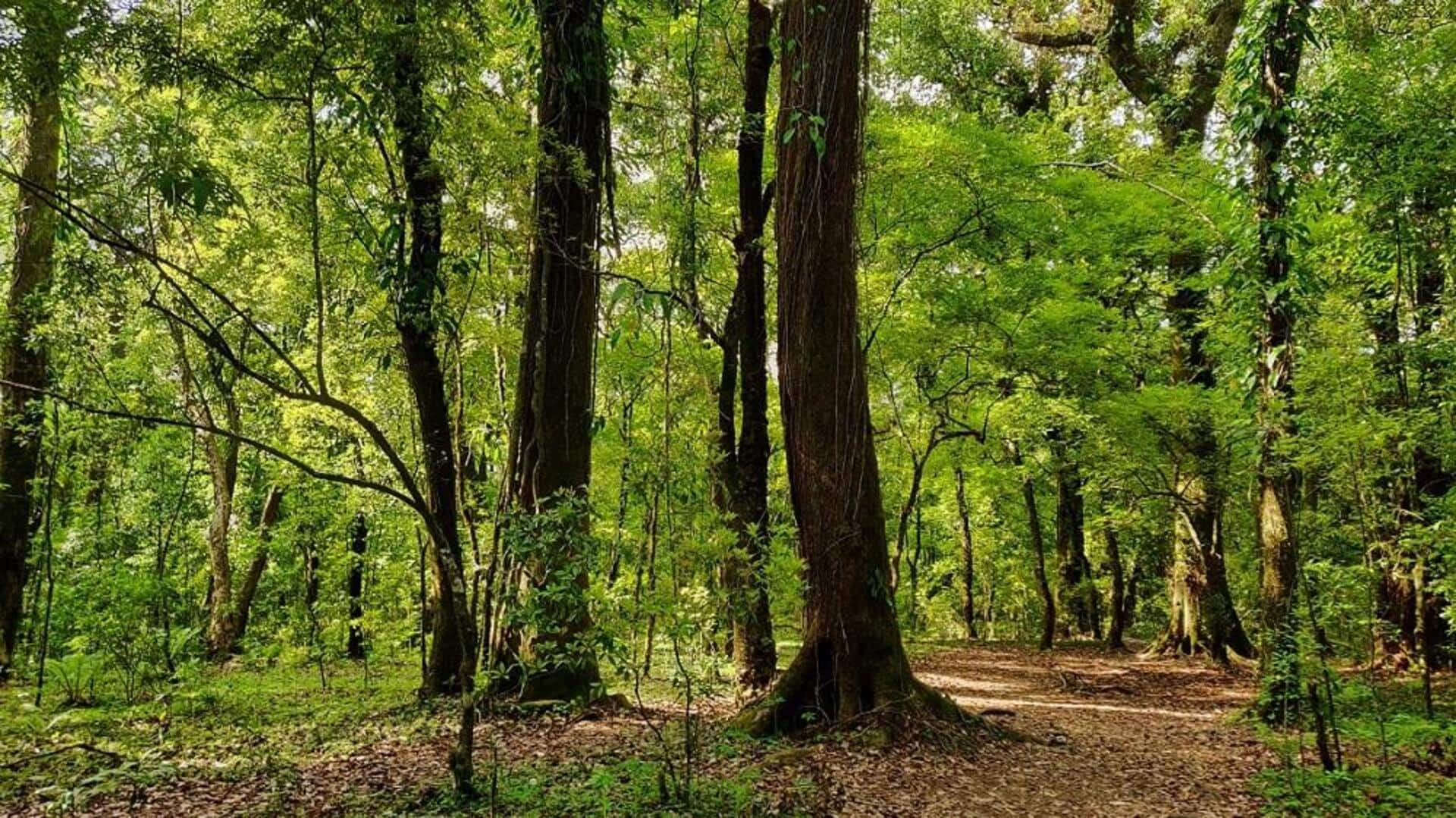 मेघालय: मावफलांग वन की यात्रा में इन 5 गतिविधियों का लें आनंद 