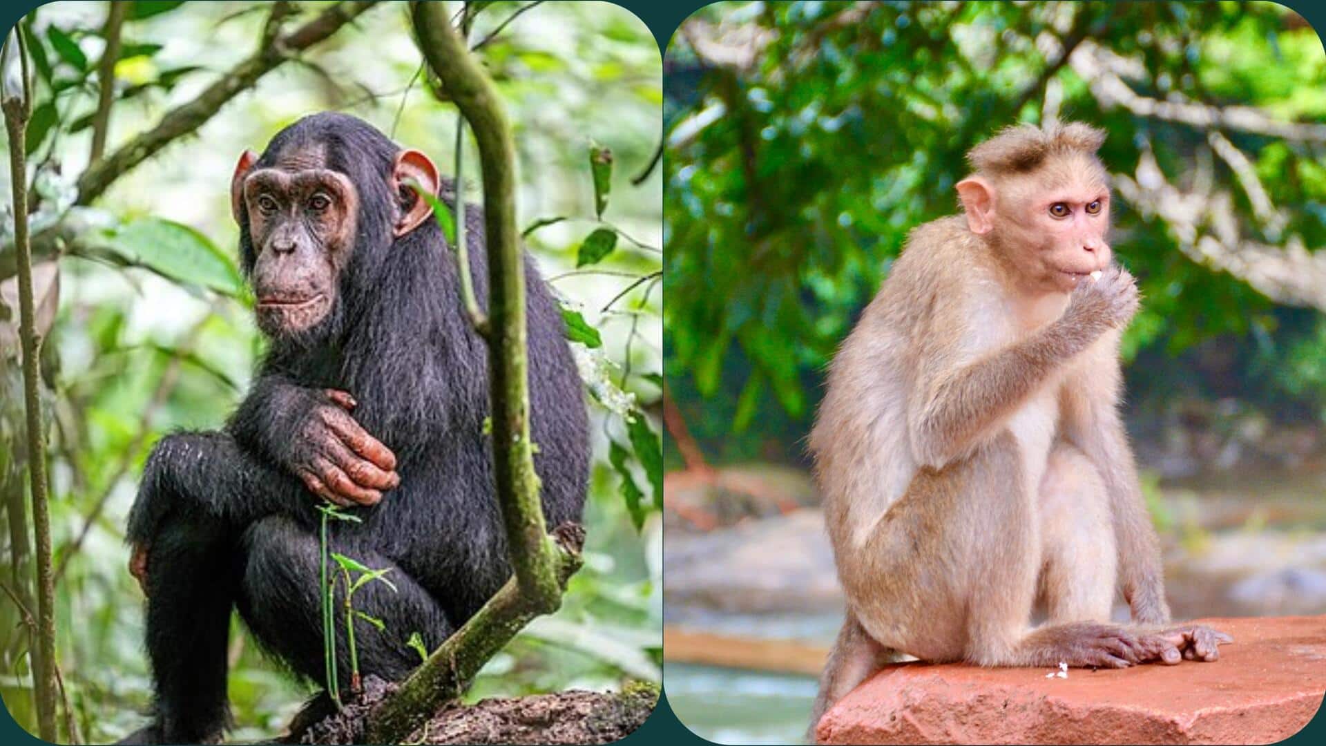 बंदर बनाम एप्स: जानिए एक जैसे दिखने वाले इन जानवरों में अंतर