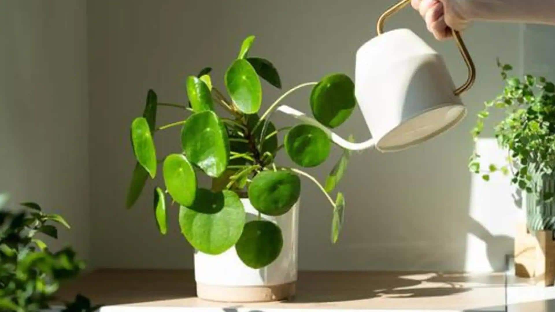 घर के अंदर रखे पौधों की देखभाल के लिए 5 AI टूल