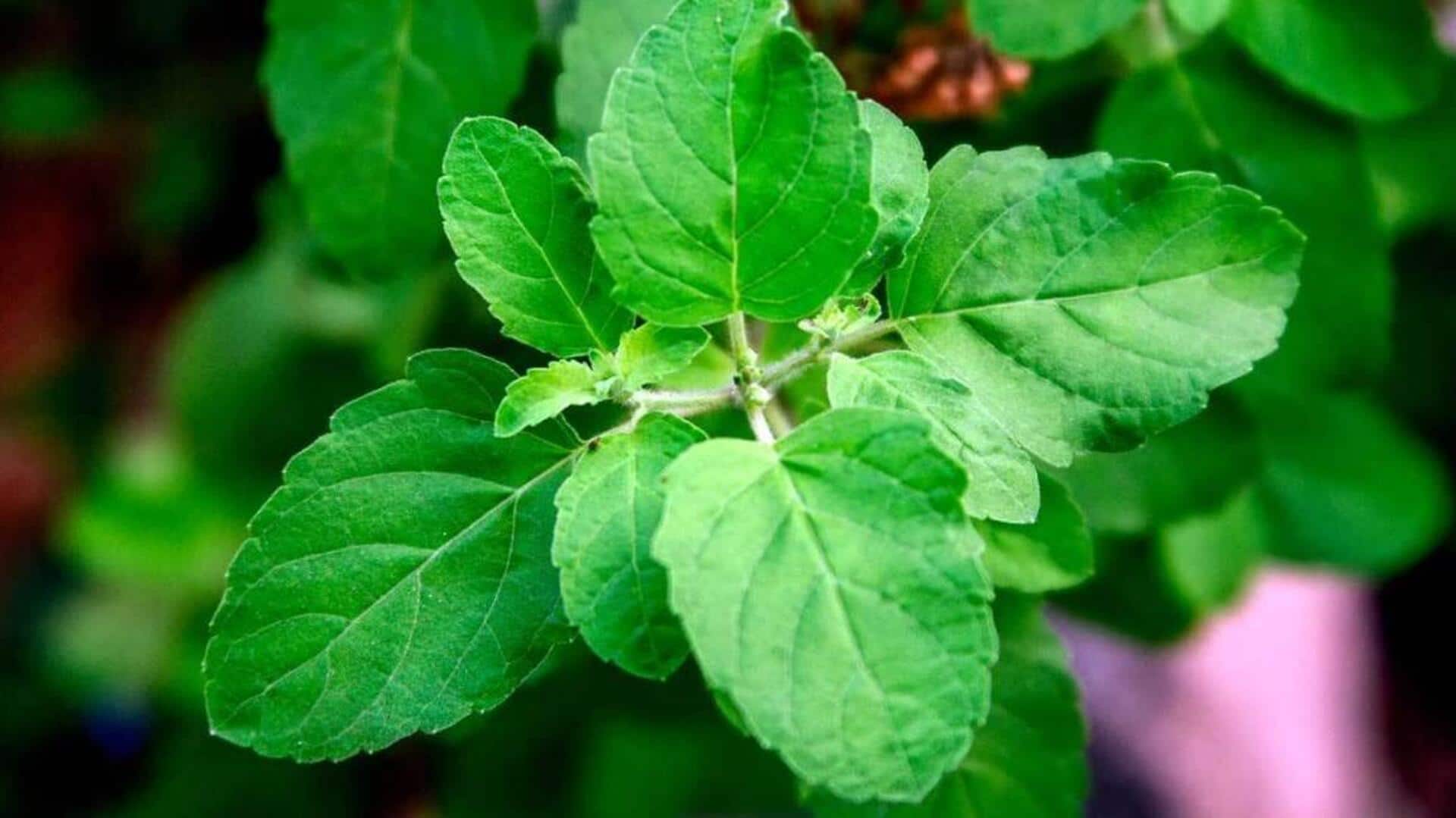 सुबह खाली पेट तुलसी के पत्तियां चबाने से क्या स्वास्थ्य लाभ मिल सकते हैं? जानिए
