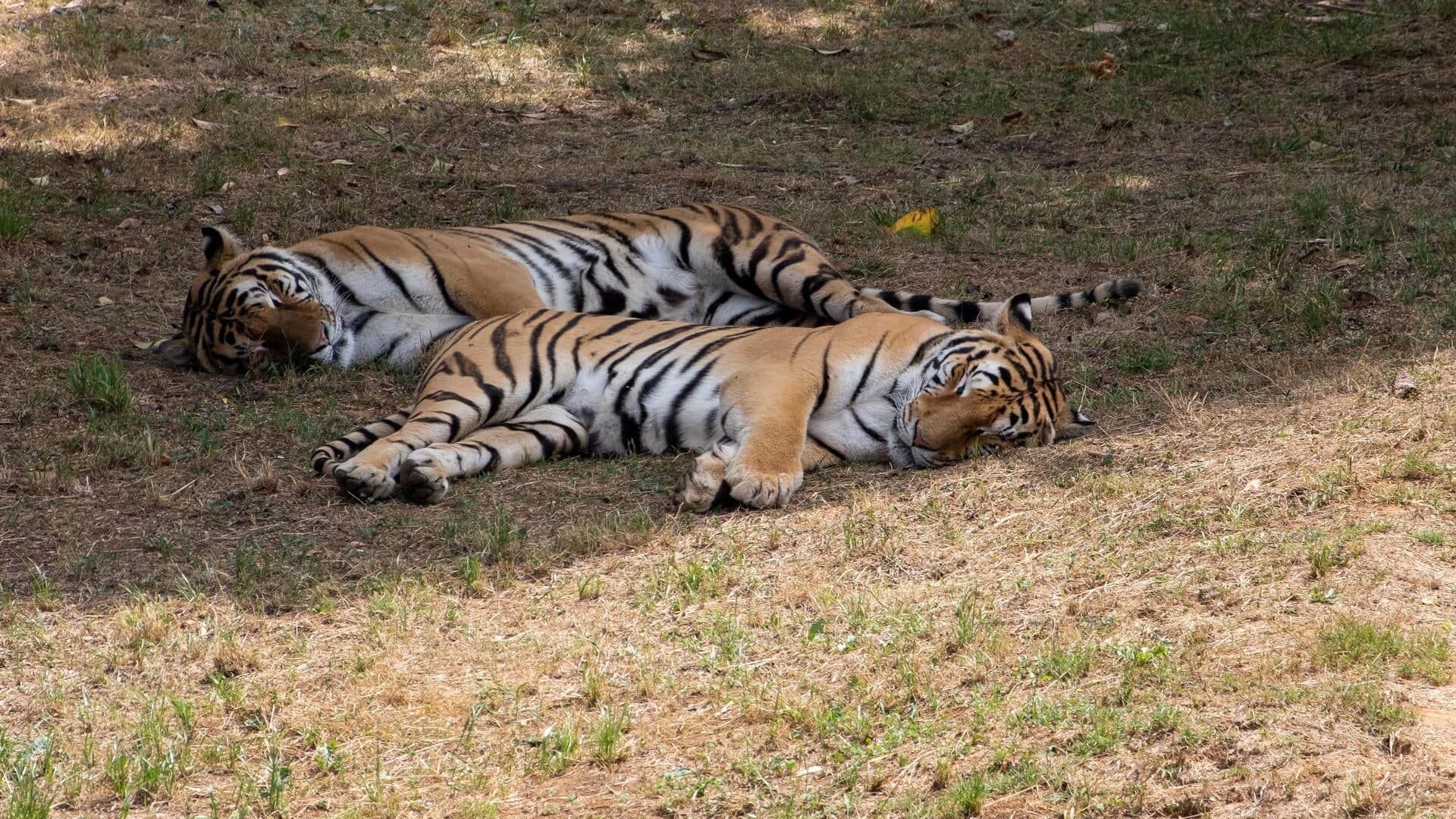 तमिलनाडु: नीलगिरी में जहर देकर 2 बाघों को मारने के आरोप में 1 व्यक्ति गिरफ्तार