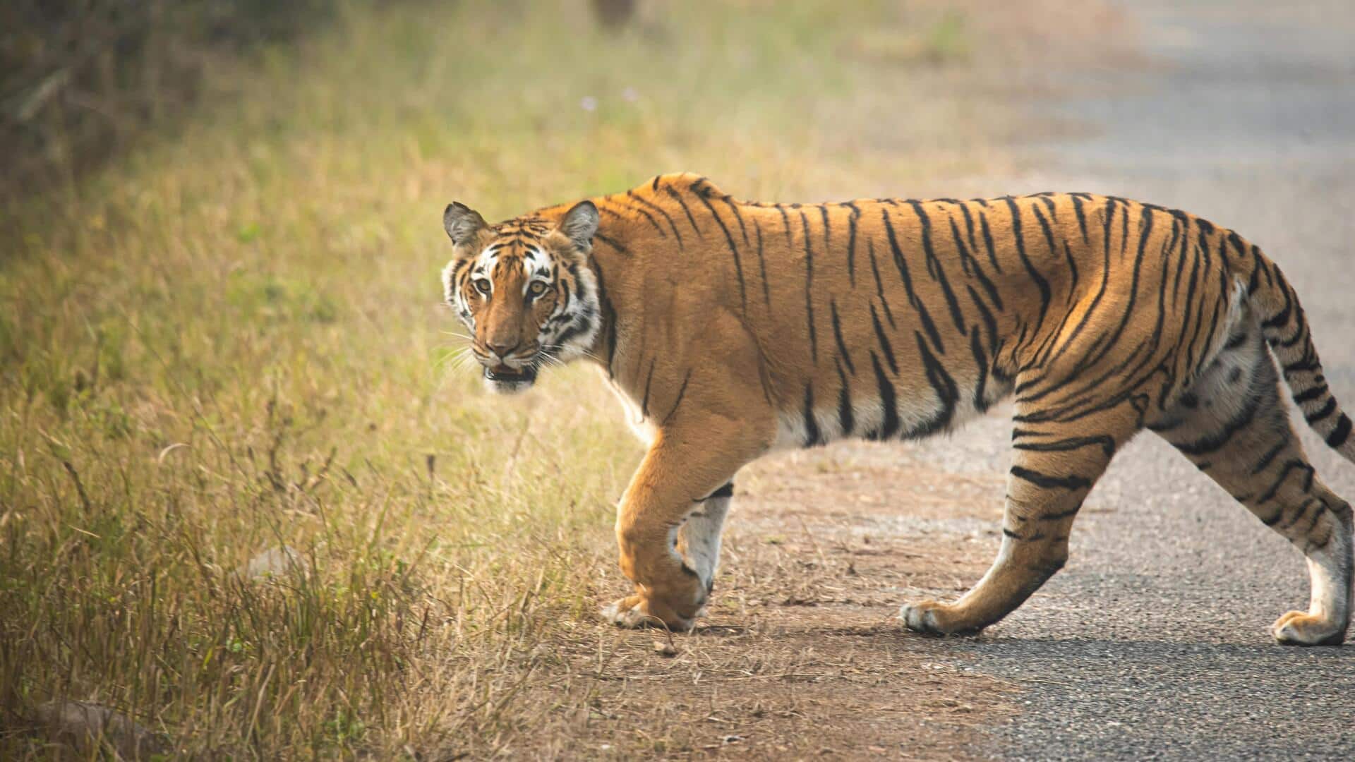 महाराष्ट्र: सड़क पार कर रहा था बाघ, बिना डरे पास से वीडियो बनाने लगे लोग