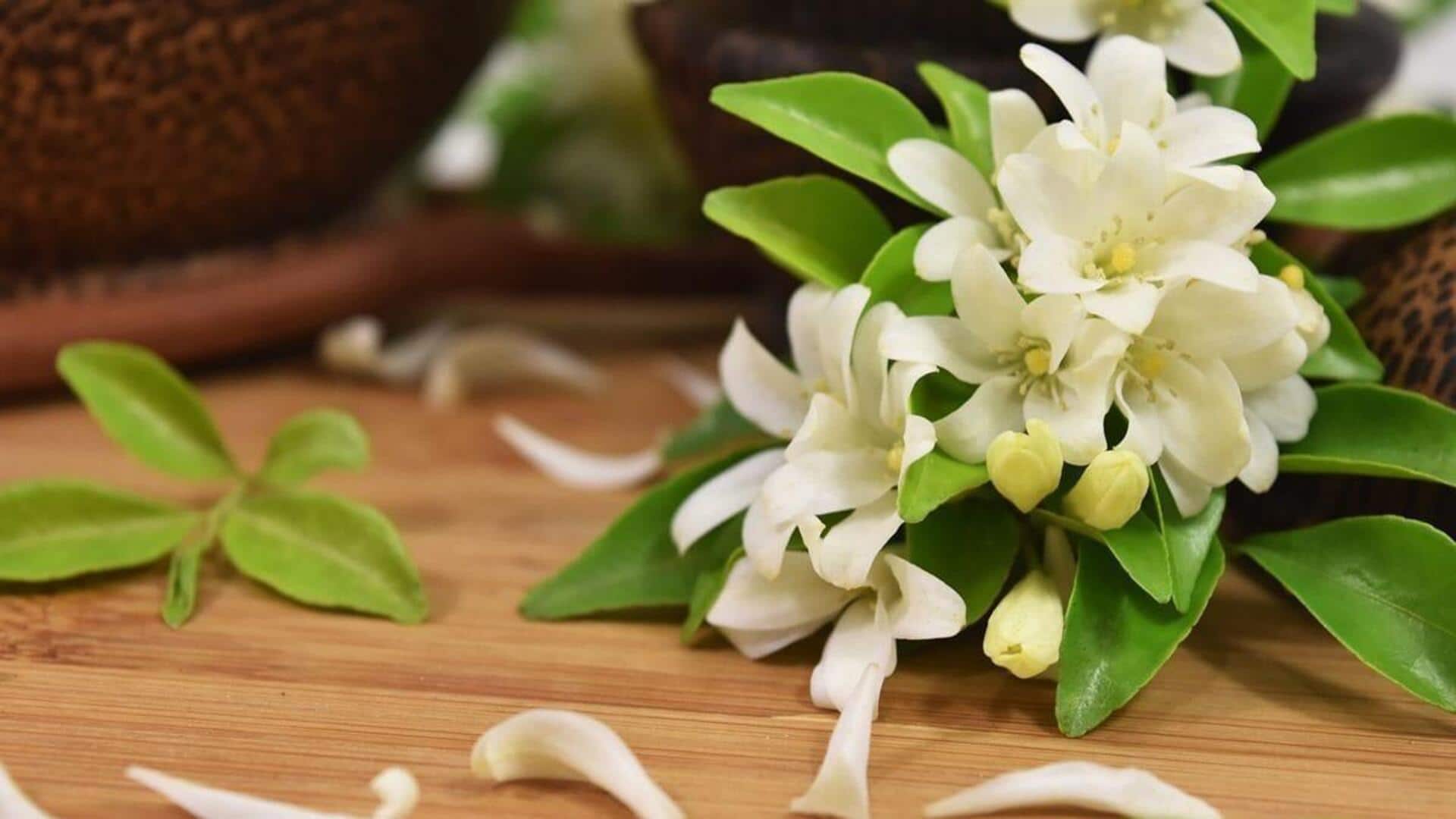 स्वास्थ्य के लिए लाभदायक है चमेली के फूल, जानिए इसके 5 फायदे