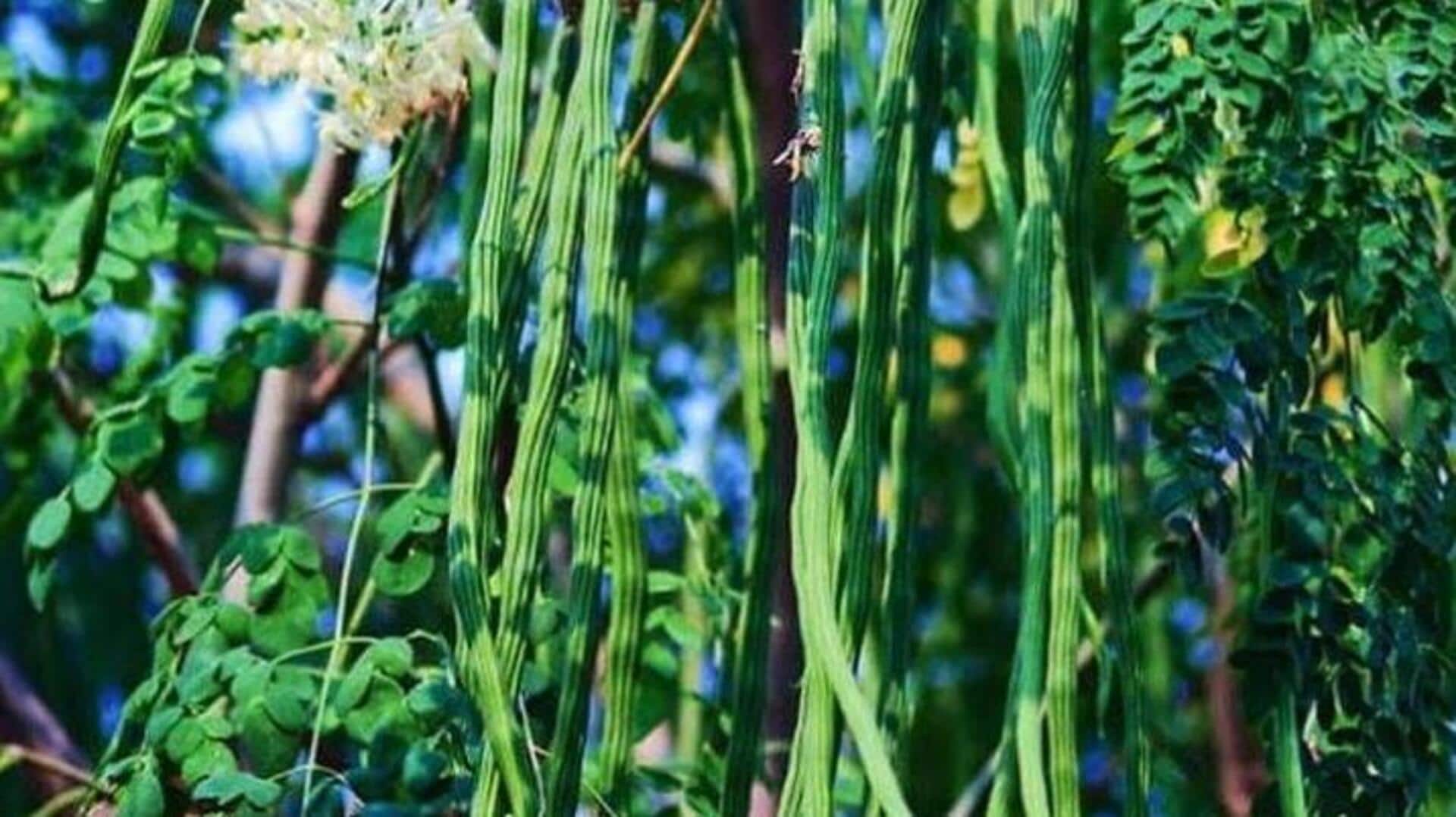 घर पर आसानी से उगाया जा सकता है सहजन, जानिए इसकी खेती का तरीका