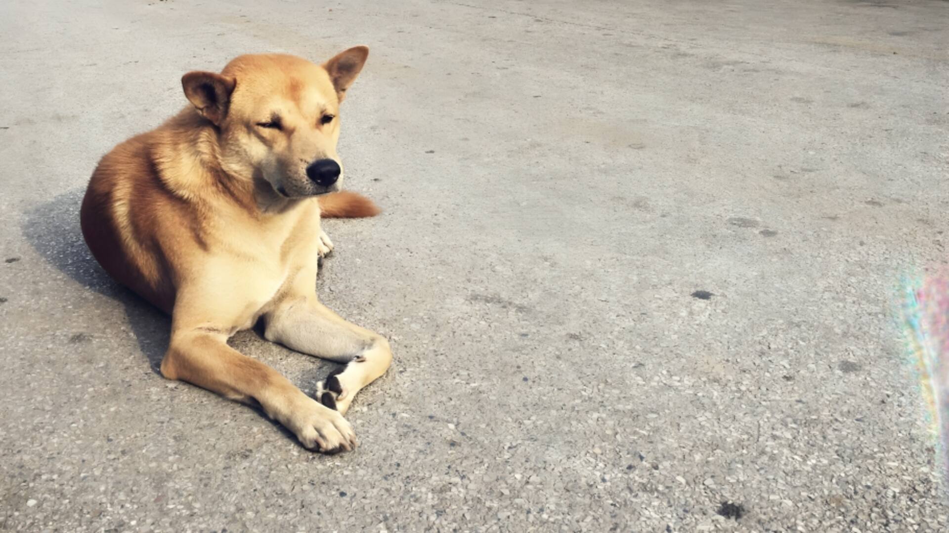 नोएडा: सोसाइटी में कुत्तों को खाला खिला रहे दंपति पर भड़के लोग, हंगामा किया