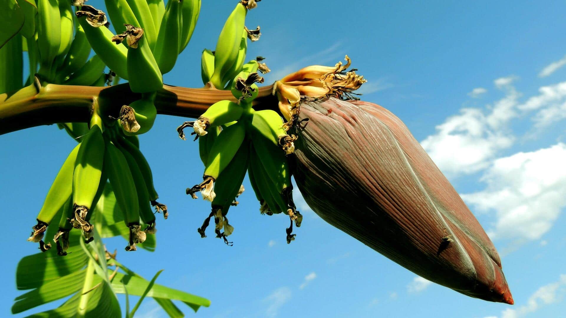 खाने में किया जा सकता है इन 5 भारतीय फूलों का इस्तेमाल, जानिए कैसे