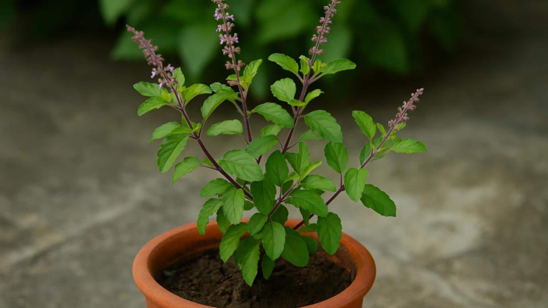 अपने घर के प्रवेश द्वार पर रखें ये 5 चीजें, घर में आएगी  सकारात्मकता