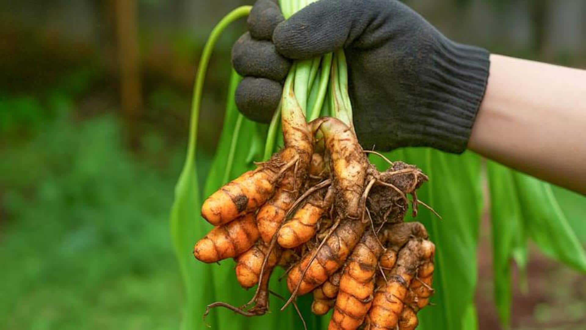 घर के गमले में आसानी से उगाई जा सकती है हल्दी, जानिए तरीका