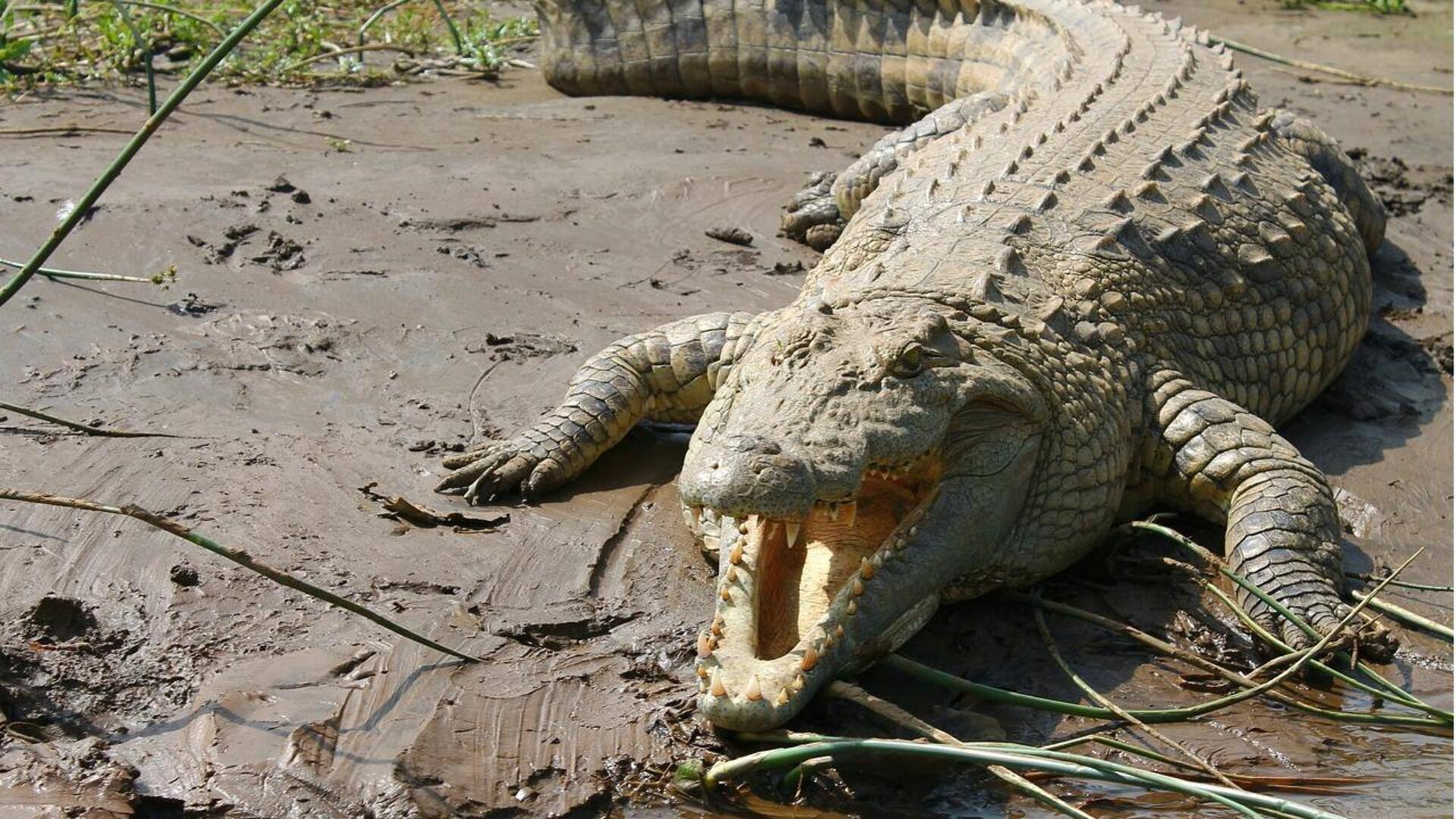 गुजरात: बाढ़ में बहकर आए कई मगरमच्छ वडोदरा के रिहायशी इलाकों में घुसे, लोगों में दहशत