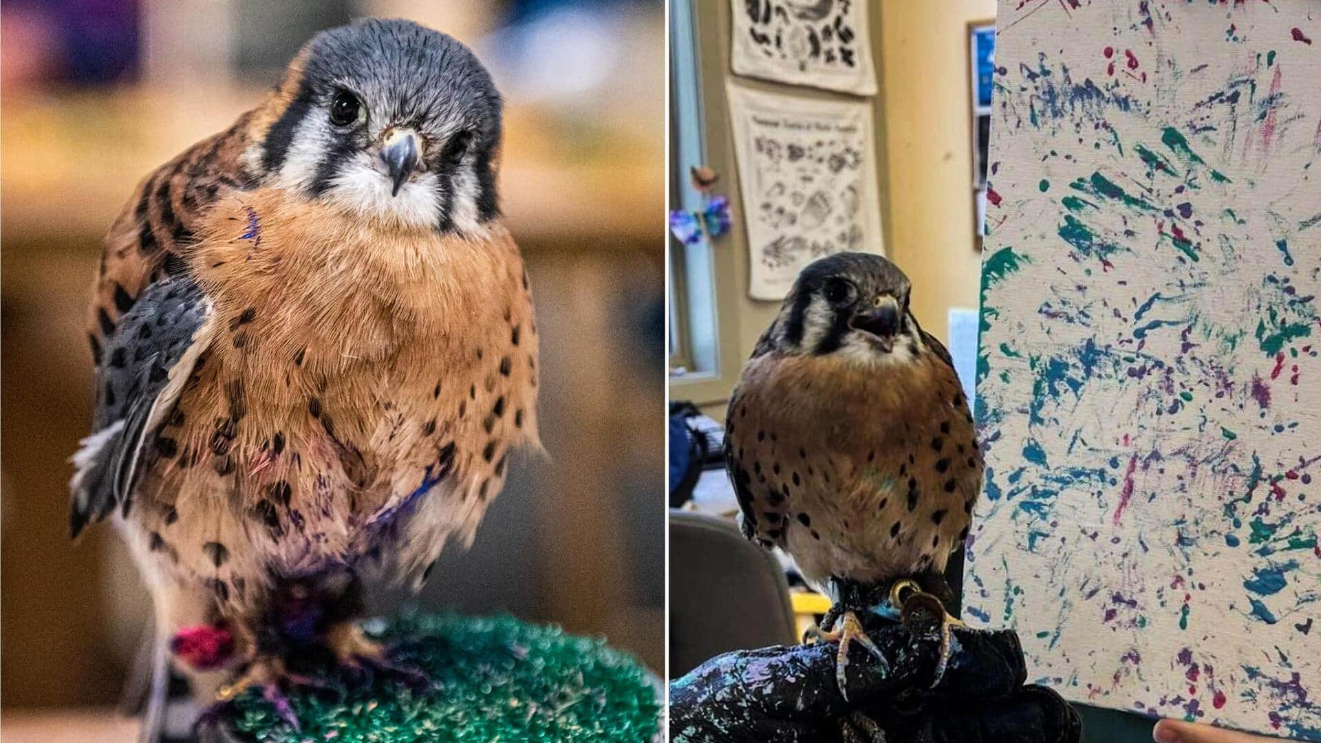 अमेरिका: उड़ नहीं पाया तो पेंटिंग सीख गया यह पक्षी, अब दूसरों को देता है कक्षाएं 