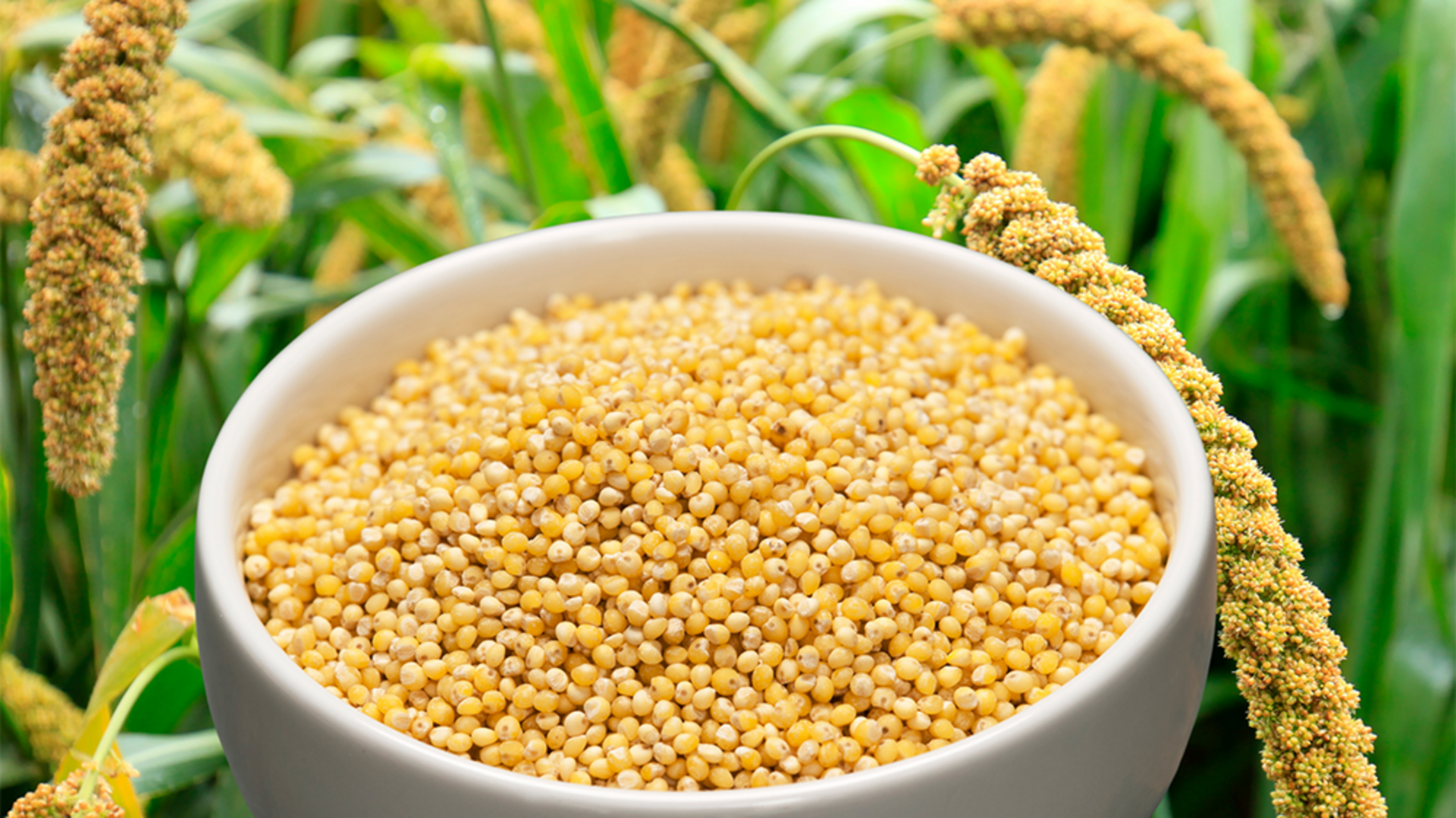 स्वास्थ्य के लिए बहुत लाभकारी है बाजरा, जानिए इसके फायदे