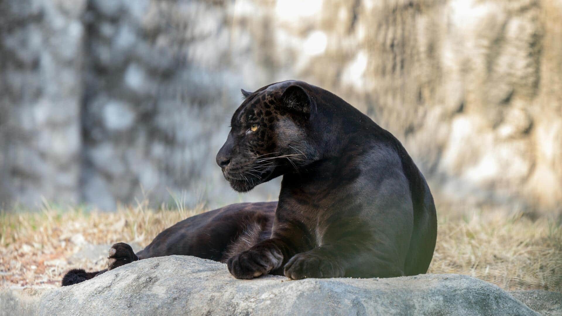 भारतीय जंगलों में देखे जा सकते हैं ये 5 काले रंग के जानवर