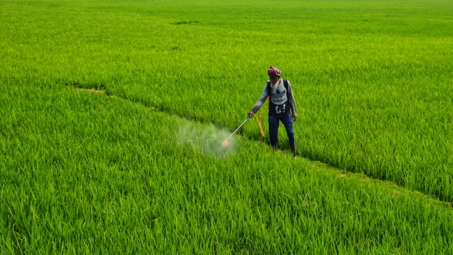 सरकार की किसानों को सौगात, धान, कपास, सोयाबीन समेत 14 फसलों की MSP बढ़ाई सरकार की किसानों को सौगात, धान, कपास, सोयाबीन समेत 14 फसलों की MSP बढ़ाई