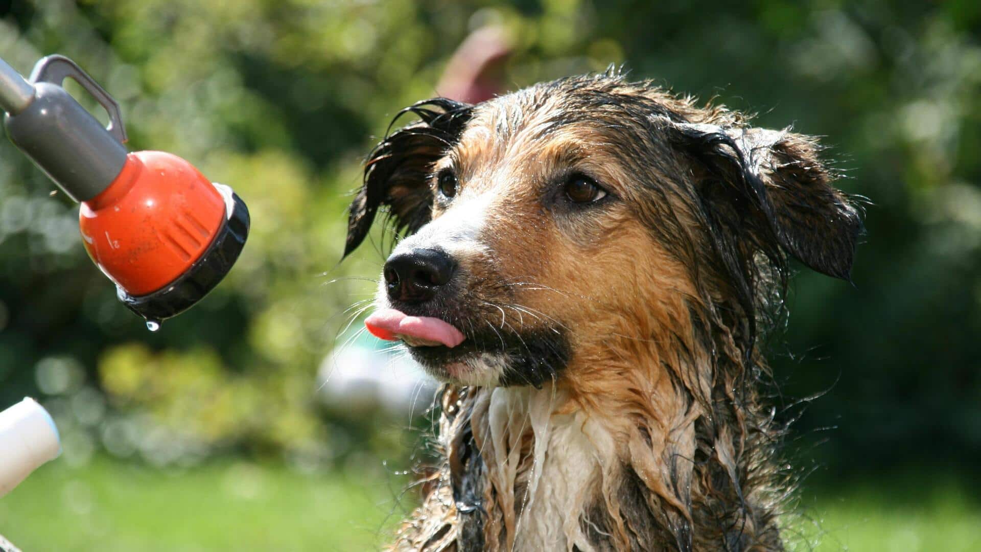 गर्मियों के दौरान पालतू जानवरों की ग्रूमिंग के लिए अपनाएं ये तरीके