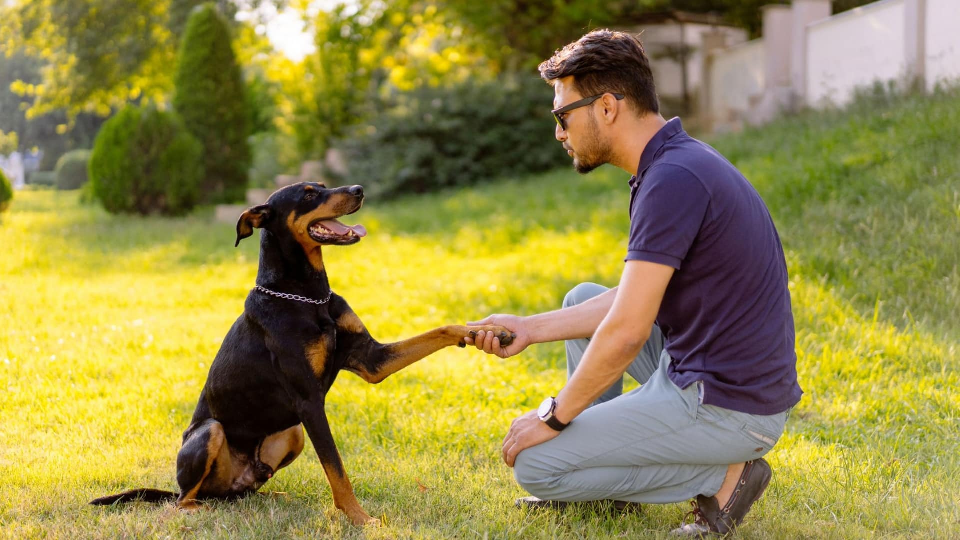 पालतू जानवरों को ट्रेनिंग देने में सहायक हो सकते हैं ये 5 AI ऐप्स
