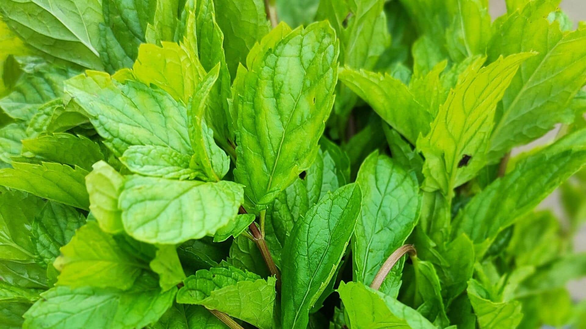 पुदीने की पत्तियां बर्बाद होने से बचाने के लिए अपनाएं ये तरीके