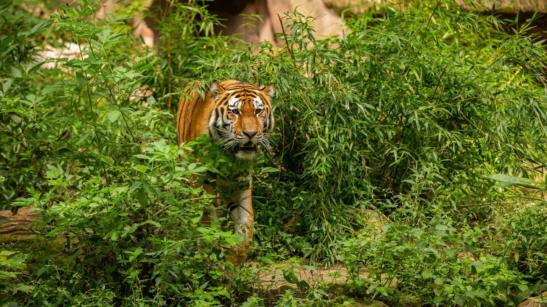 उत्तर प्रदेश: लखीमपुर खीरी के गांव में बाघ का खौफ, 1 युवक को मारा  