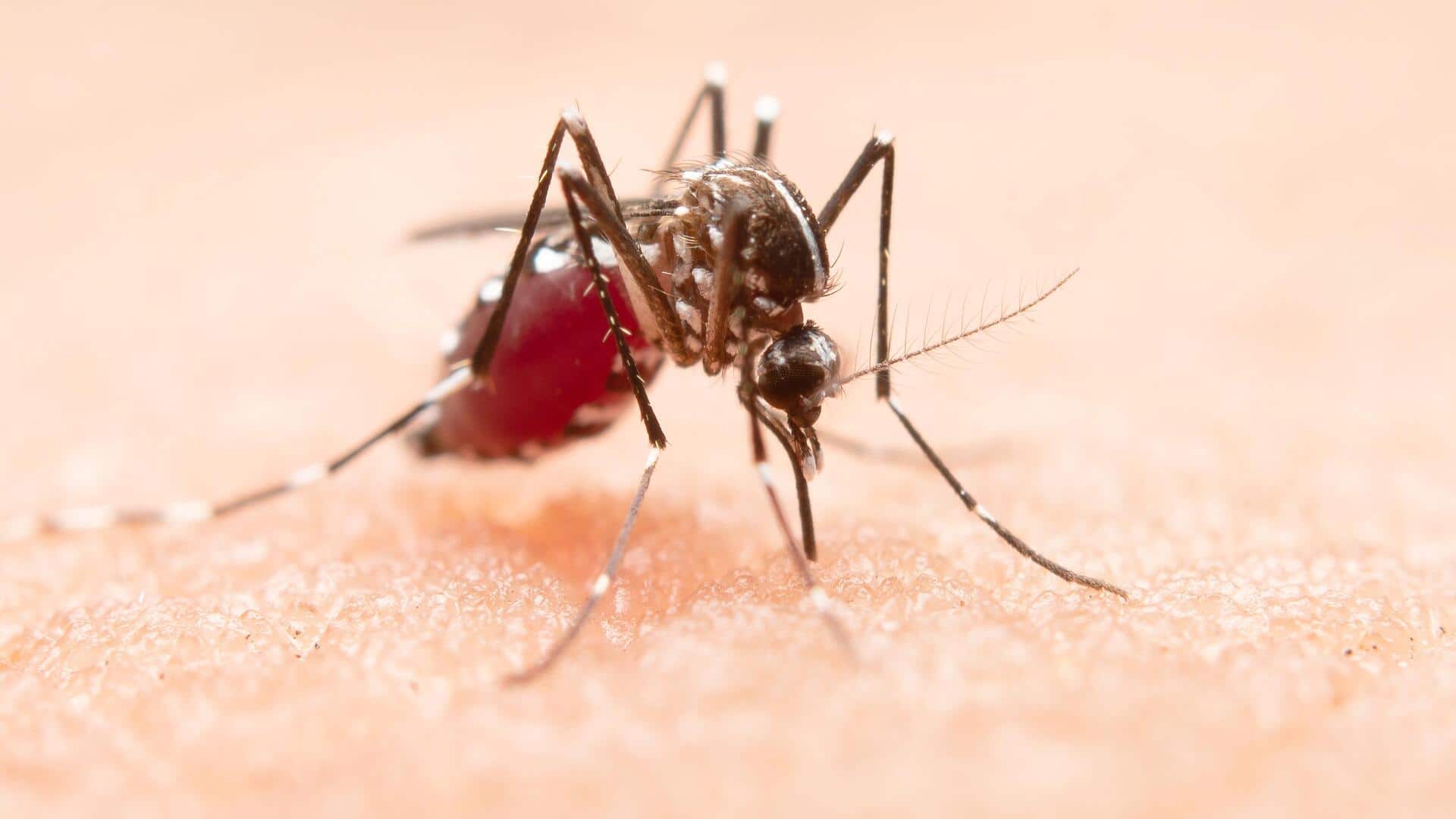 कर्नाटक: चिक्काबल्लापुर में मच्छरों में मिला घातक जीका वायरस, स्वास्थ्य विभाग अलर्ट