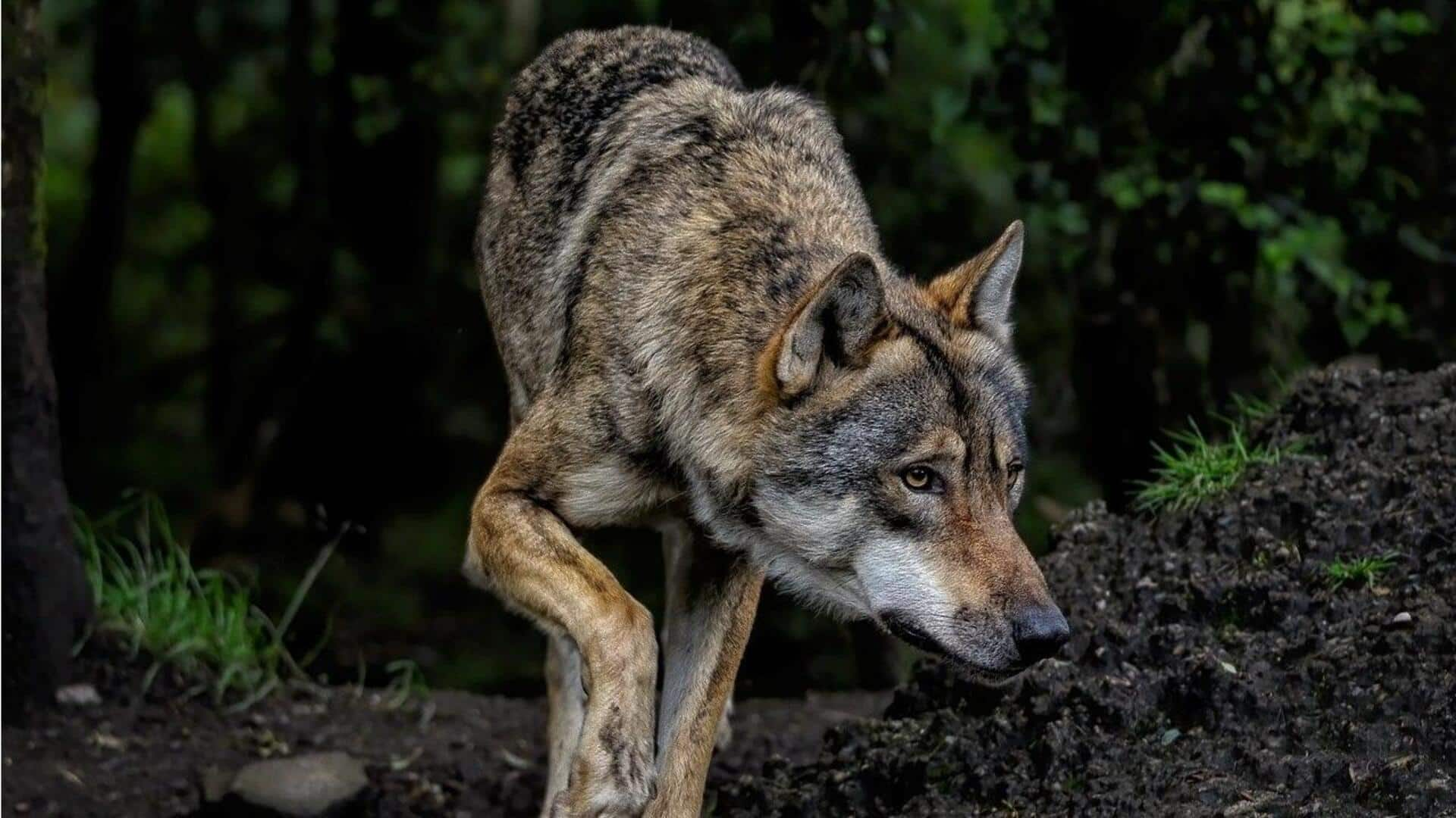 उत्तर प्रदेश: बहराइच में आदमखोर भेड़ियों का आतंक, अब तक 8 बच्चों को बनाया शिकार