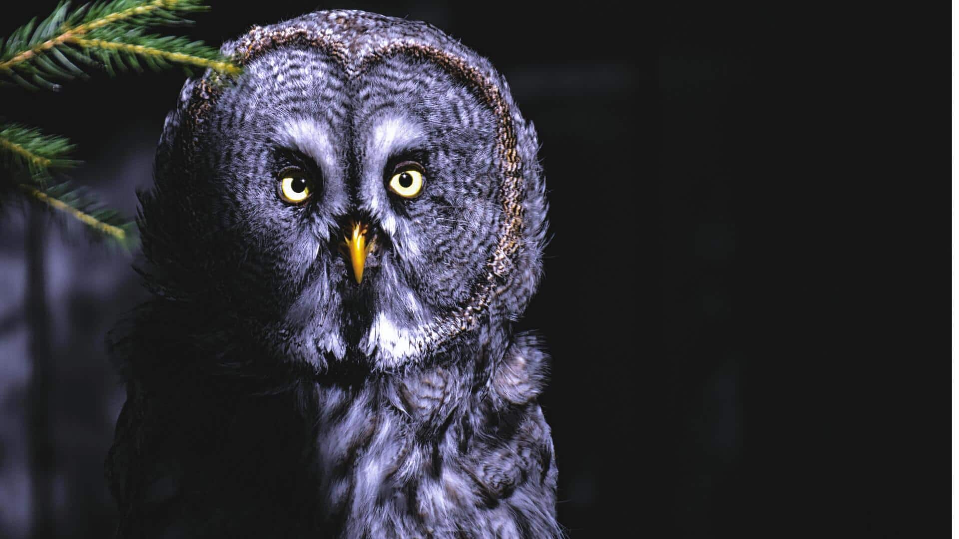 रात में सक्रिय रहते हैं ये 5 जानवर, जानिए इनके बारे में