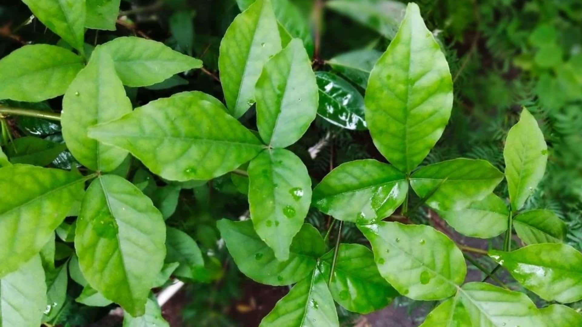 आप घर पर ही आसानी से उगा सकते हैं बेलपत्र, बस करें इन सुझावों का पालन