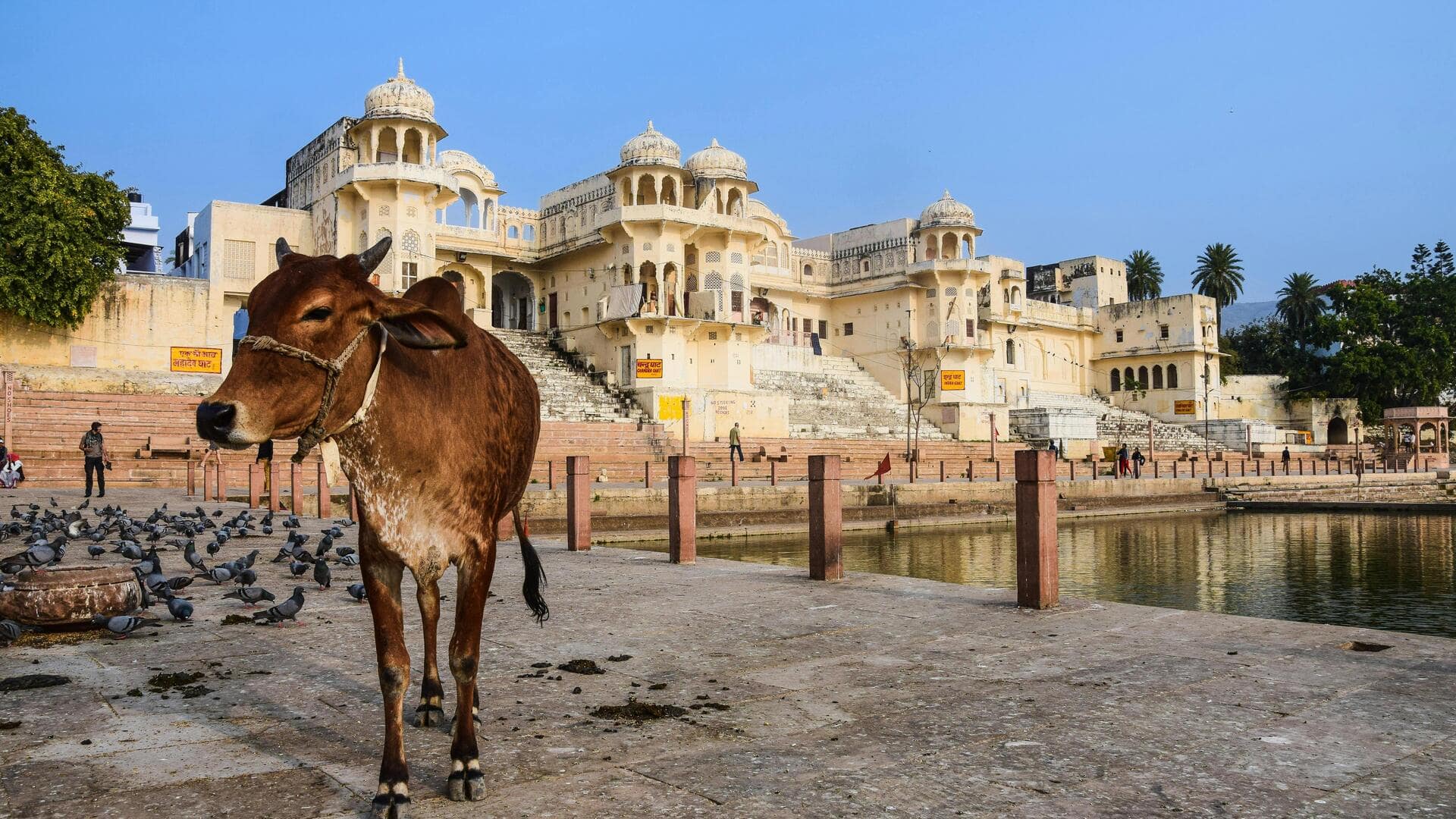 राजस्थान: प्राथमिक विद्यालयों में बच्चों को पढ़ाया जाएगा गाय का पाठ, पाठ्यक्रम में होगा शामिल