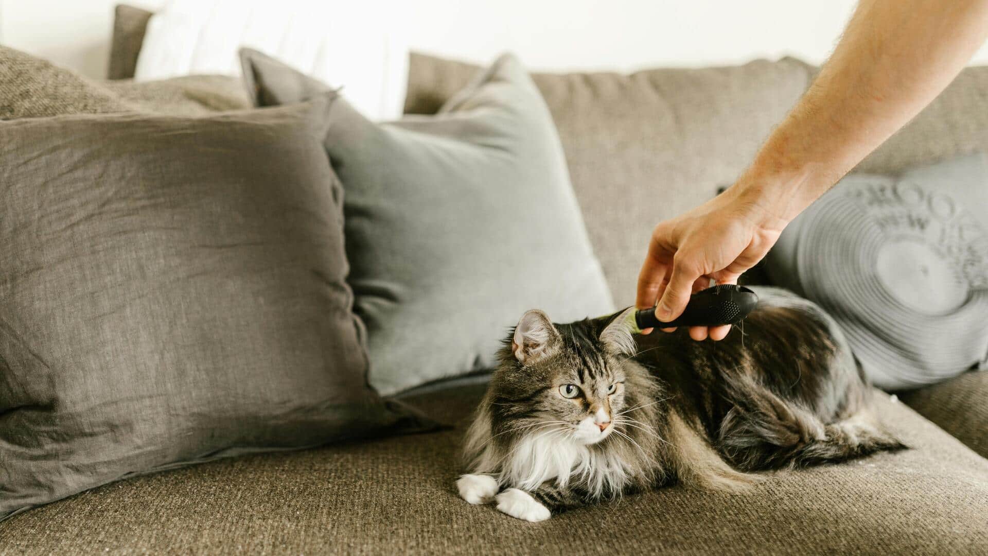 अपनी बिल्ली के लिए ग्रूमिंग प्रोडक्ट्स खरीदते समय इन 5 बातों का रखें ध्यान