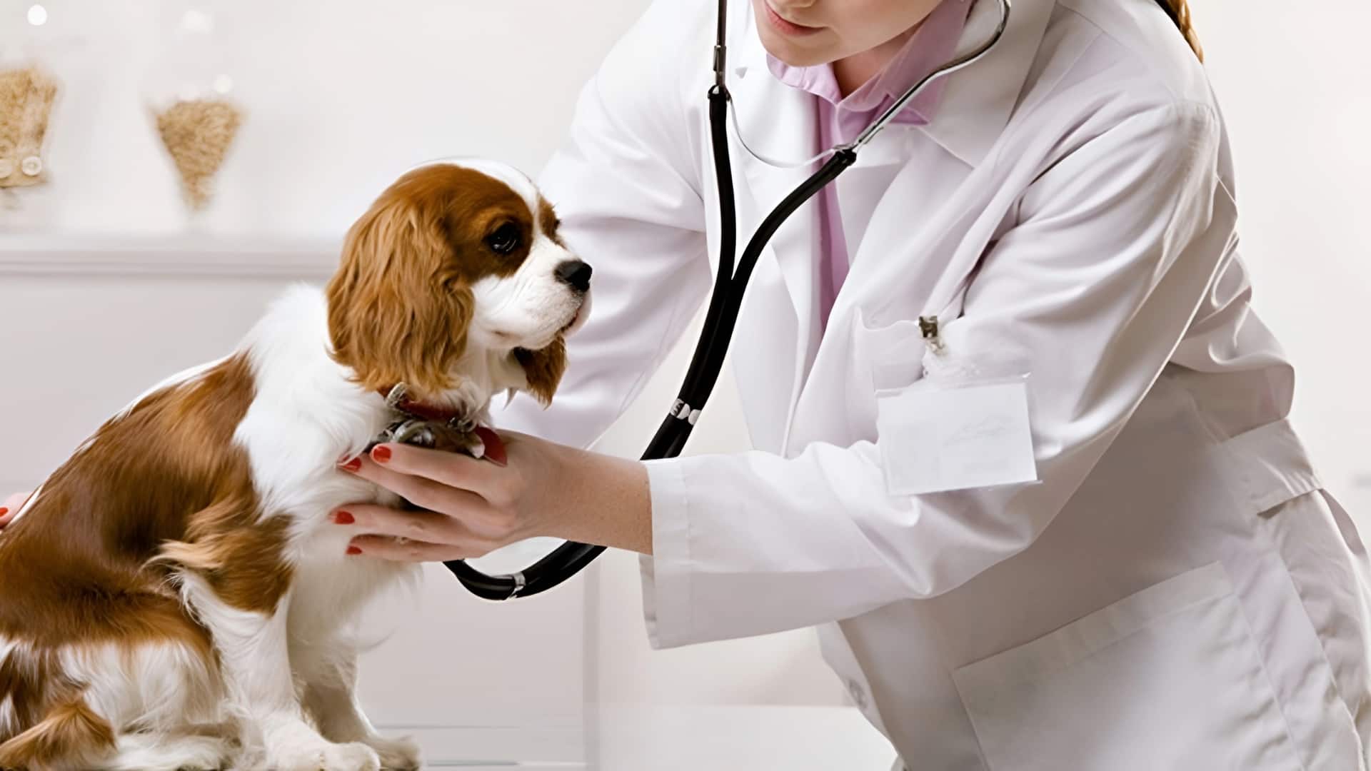 आसान नहीं है जानवरों के स्वास्थ्य की देखभाल, जानिए AI इसे कैसे बदल रहा