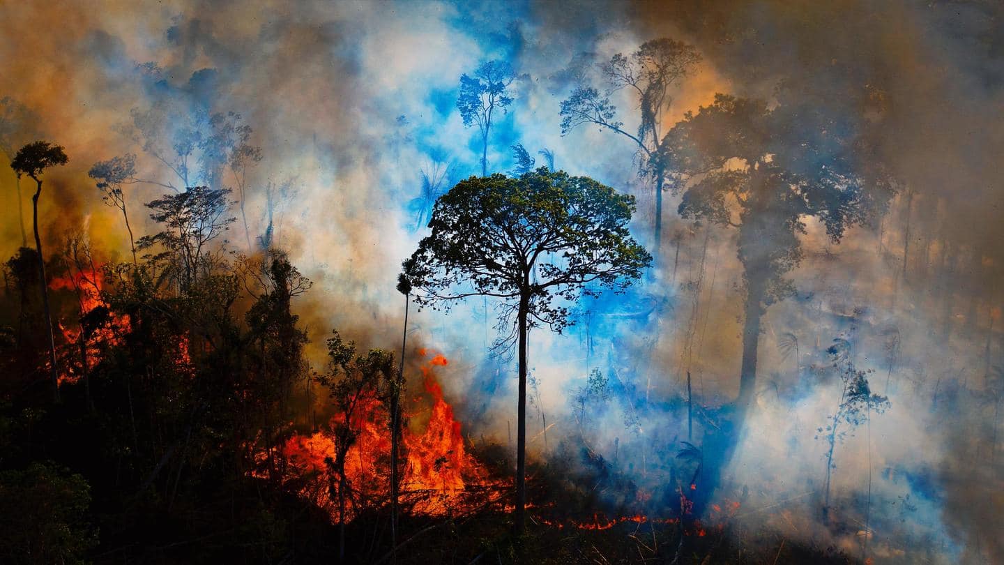 ब्राजील में साल 2020 में जंगलों की आग से हुई 1.7 करोड़ जानवरों की मौत- अध्ययन