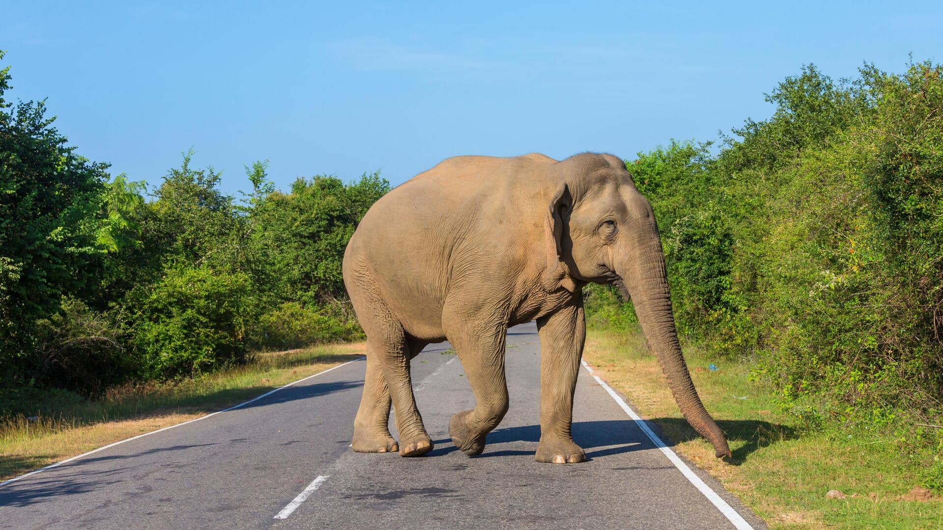कर्नाटक: सेल्फी लेने से "नाराज" हाथी पर्यटकों के पीछे दौड़ा, गिरने पर पैरों से मारा