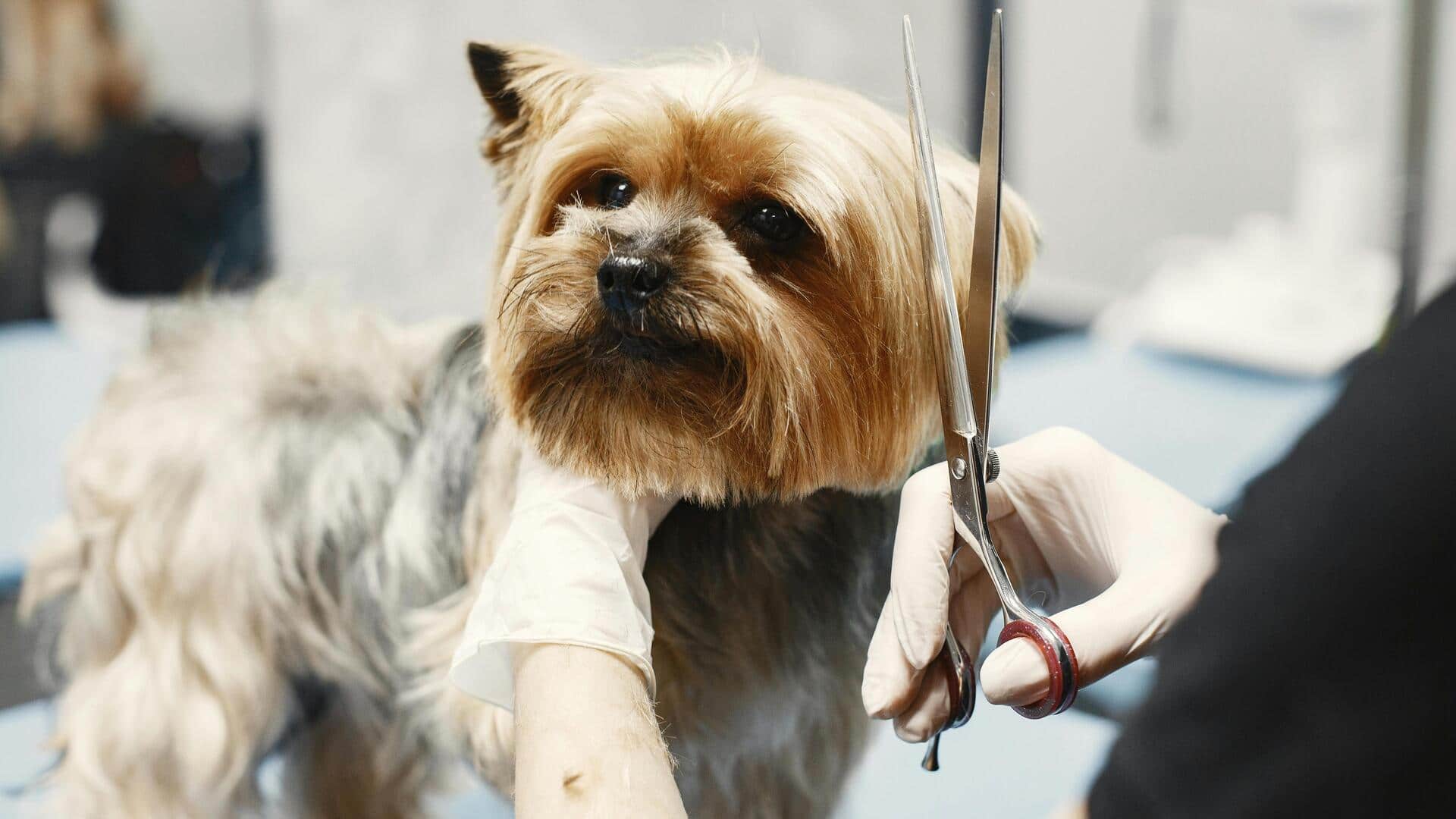 अपने कुत्ते के बाल ट्रिम करते समय इन बातों का रखें ध्यान, नहीं होगी कोई दिक्कत