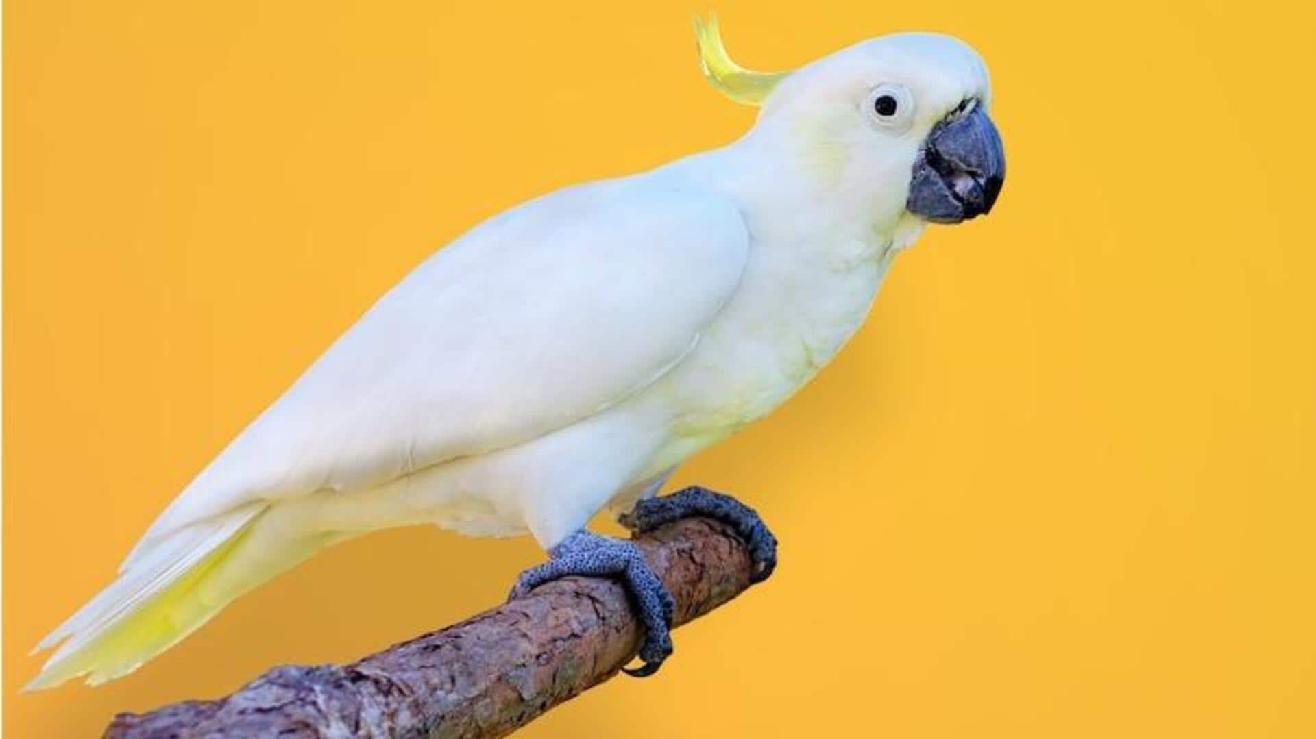 इंसानों की तरह बोल सकते हैं ये 5 पक्षी, जानिए इनके बारे में इंसानों की तरह बोल सकते हैं ये 5 पक्षी, जानिए इनके बारे में