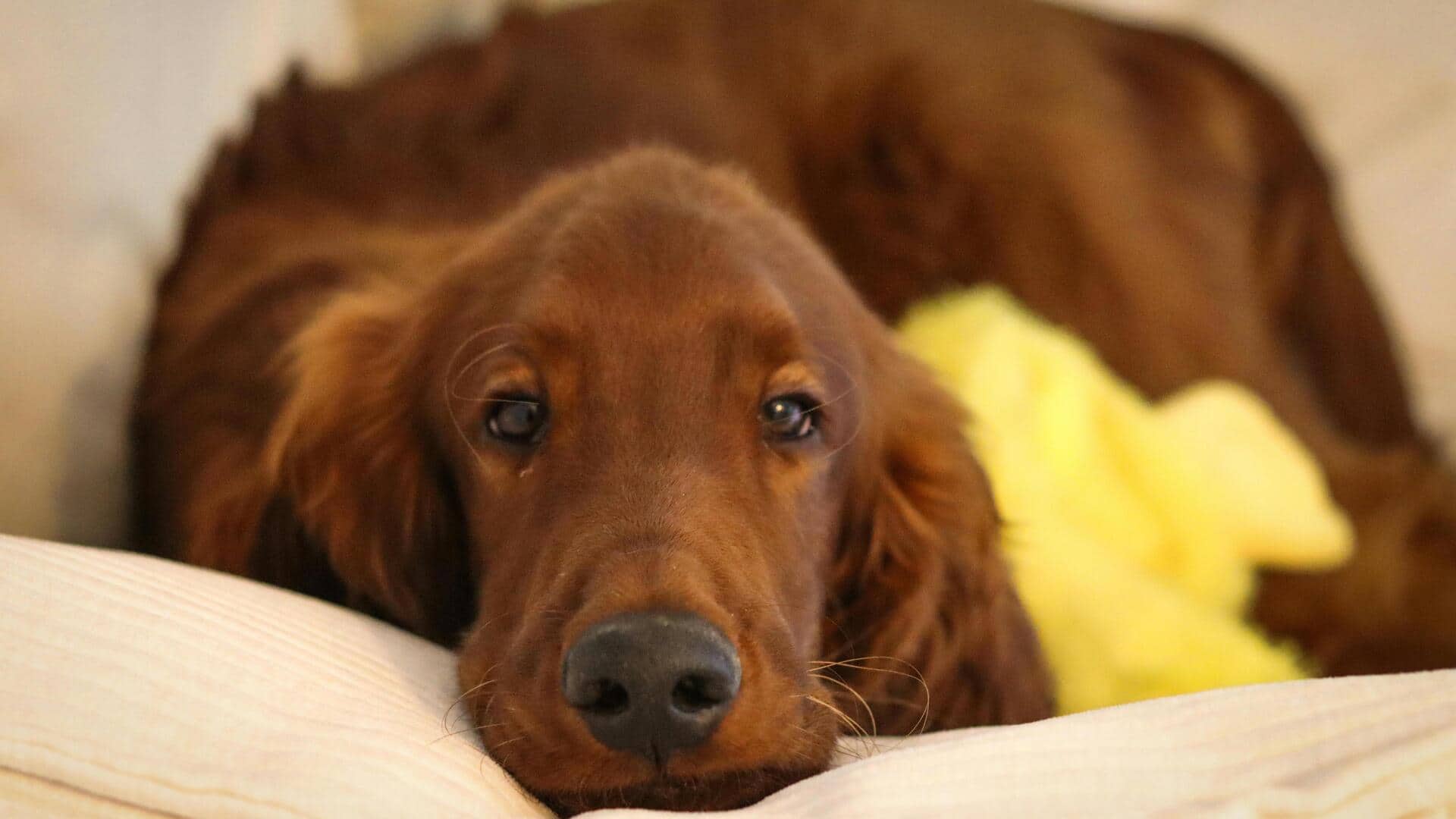 कॉर्पोरेट कर्मचारी हैं? इन 5 पालतू जानवरों की देखभाल करना हो सकता है आसान कॉर्पोरेट कर्मचारी हैं? इन 5 पालतू जानवरों की देखभाल करना हो सकता है आसान