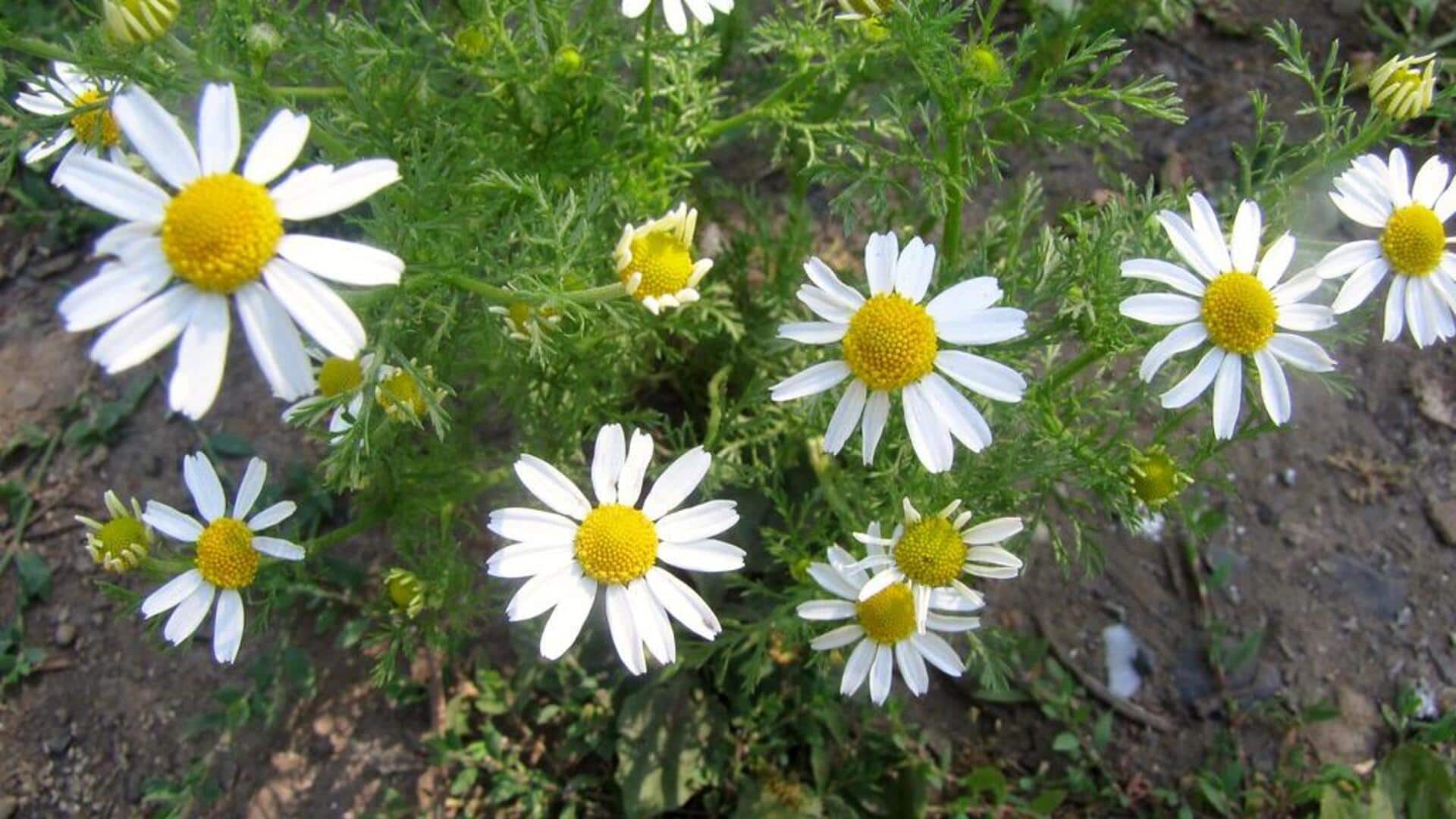 घर पर भी आसानी से उगाया जा सकता है कैमोमाइल का पौधा, अपनाएं ये तरीके