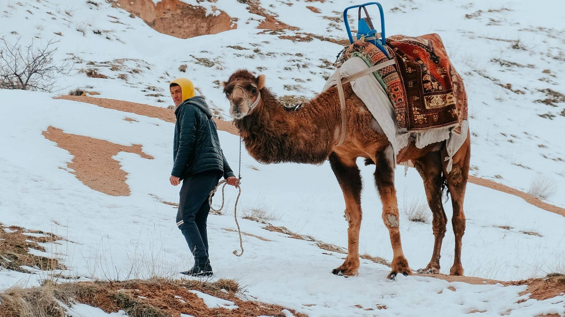 अगर आपके पास ऊंट है तो उसका सर्दियों में इस तरह से रखें ख्याल