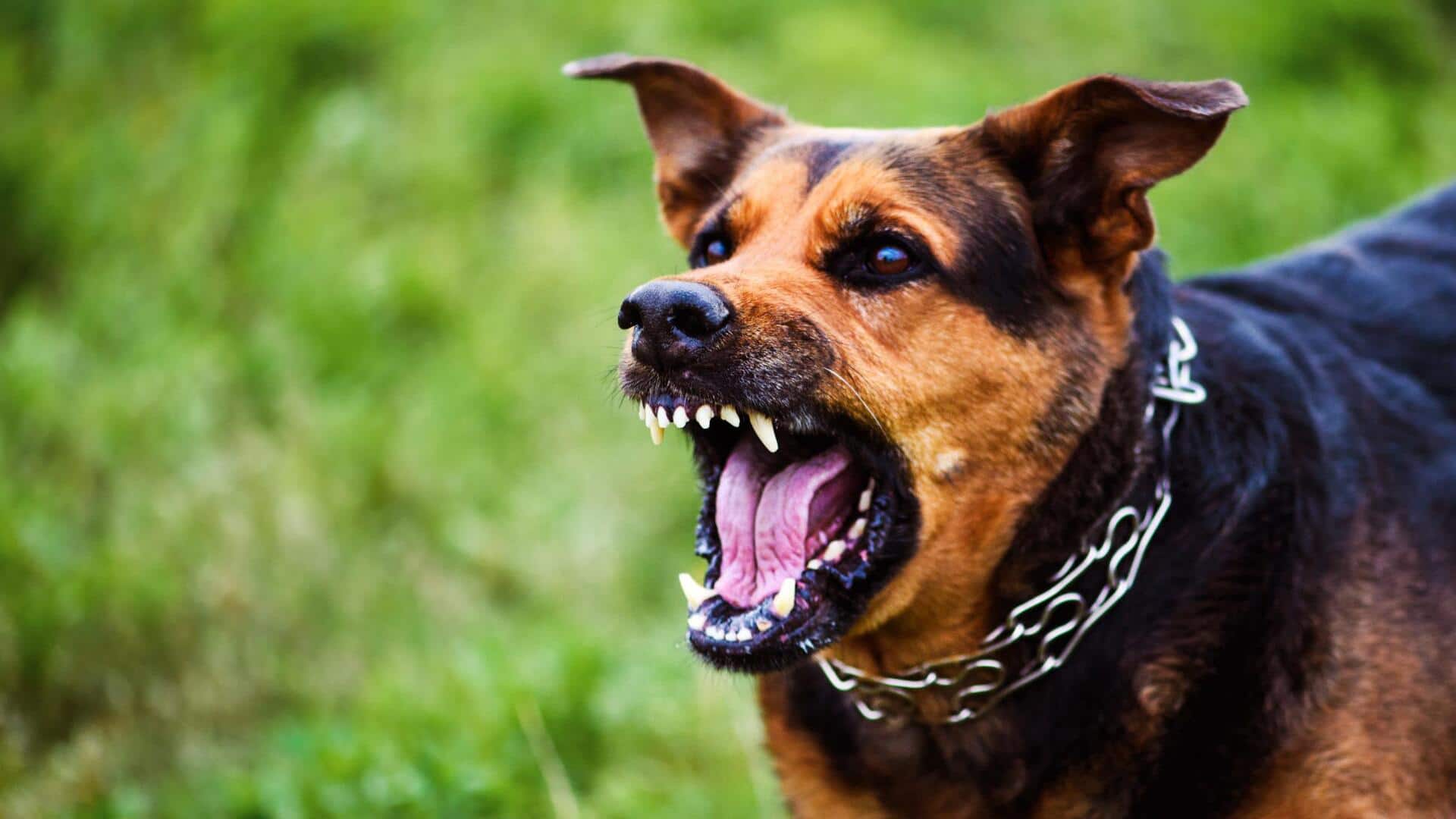 बेंगलुरु: सैर पर निकली महिला पर झपटा पड़ोस का पालतू कुत्ता, चेहरे-गर्दन पर 50 टांके लगे