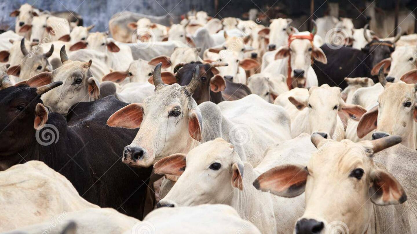 हरियाणा: गुरुग्राम में गौ तस्करों ने तेज रफ्तार पिकअप से गायों को फेंका, गौरक्षकों पर फायरिंग
